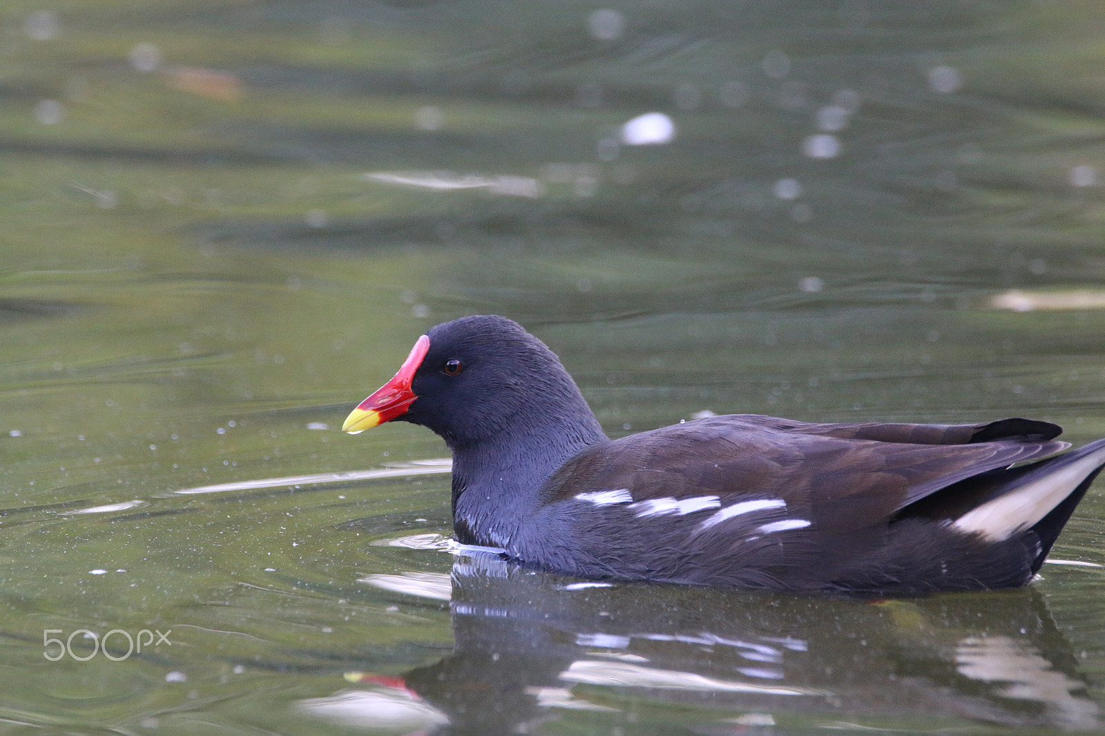 Sigma 150-600mm F5-6.3 DG OS HSM | C sample photo. Teichralle photography