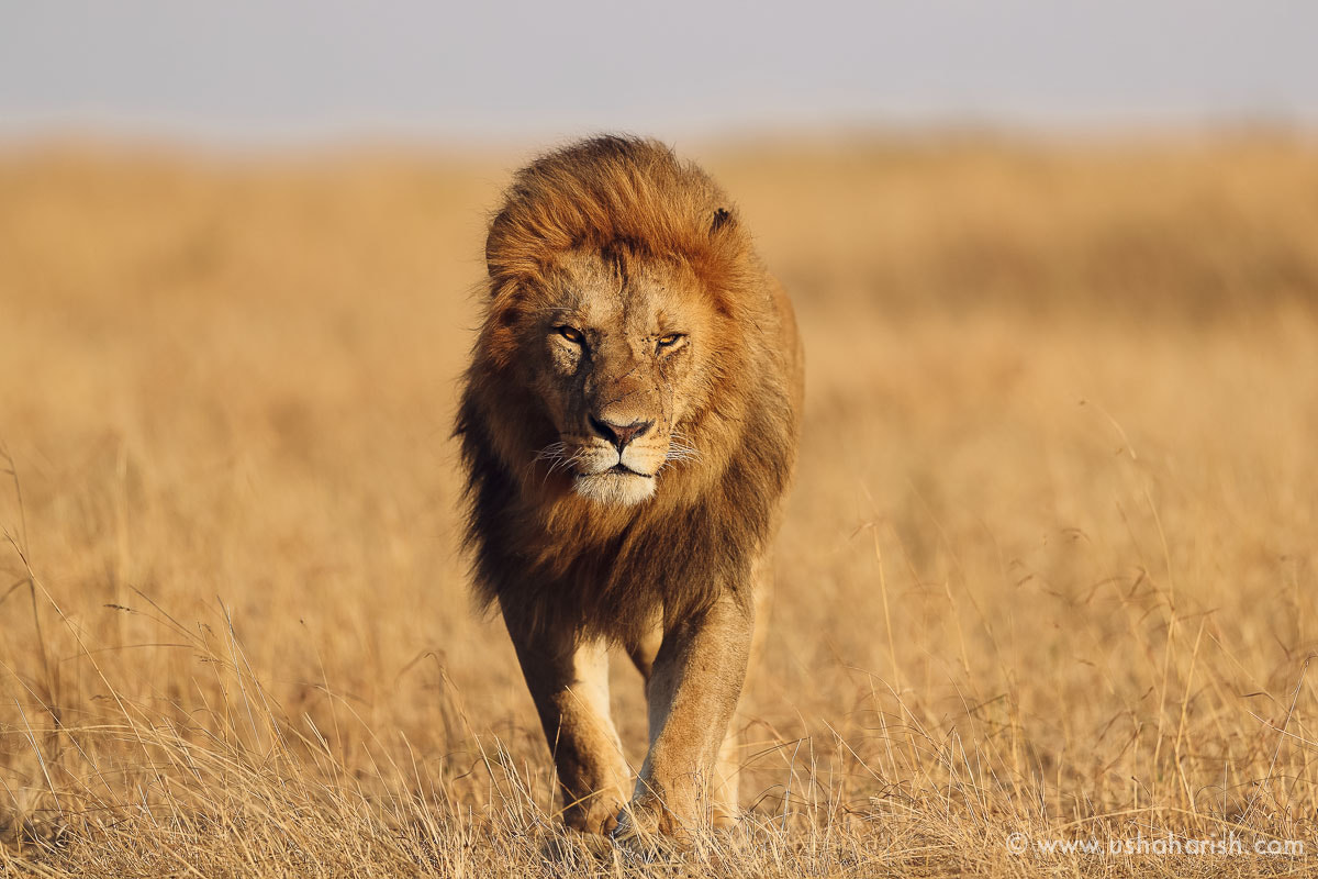 Canon EF 500mm F4L IS II USM sample photo. The king arrives photography