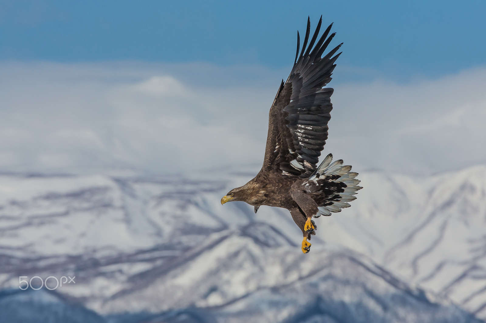 Canon EOS-1D X sample photo. Flying above snow mountains 2 photography
