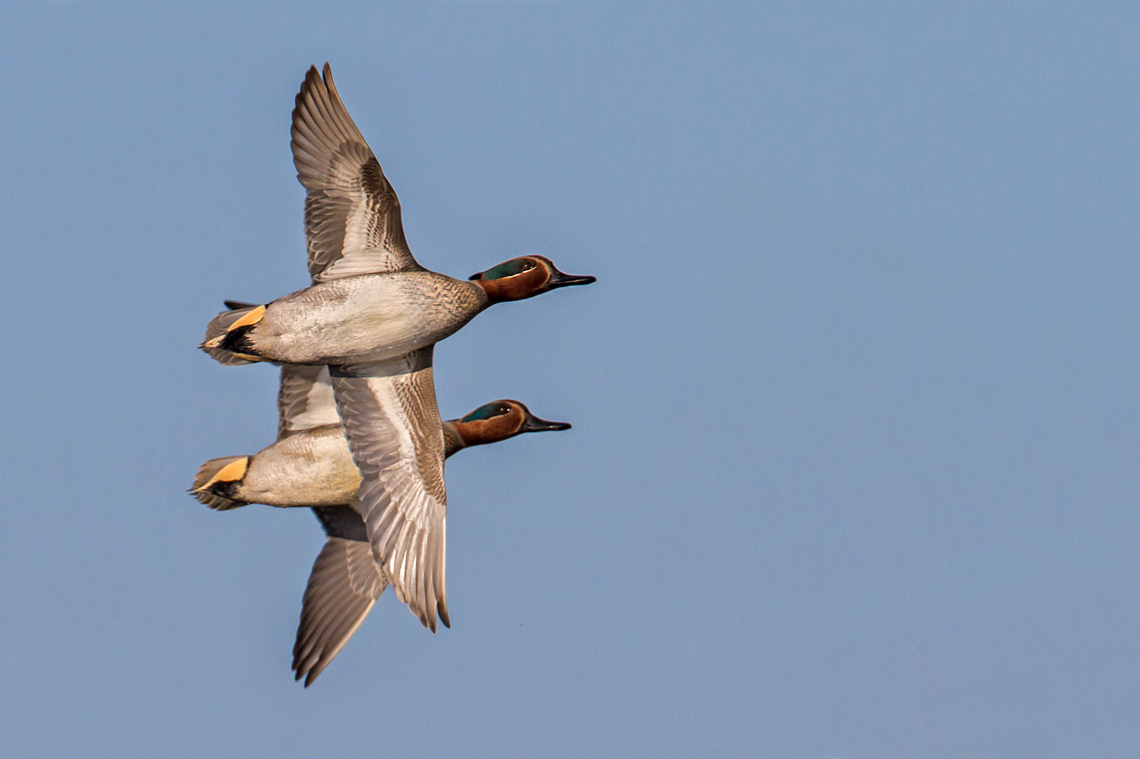 Canon EF 300mm F2.8L IS II USM sample photo. Tails photography