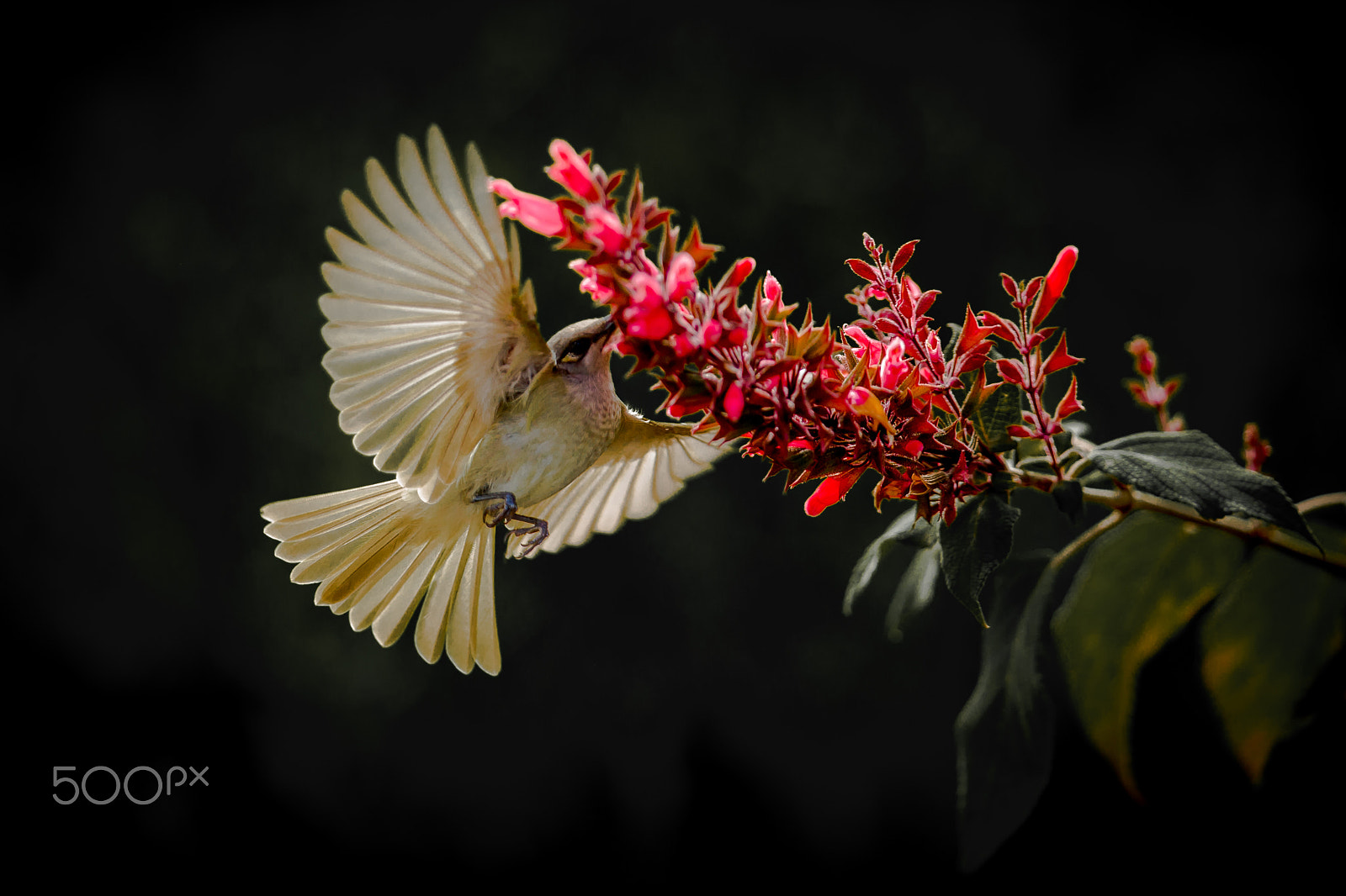 Canon EOS-1D X + Canon EF 300mm F2.8L IS II USM sample photo. Honey eater photography