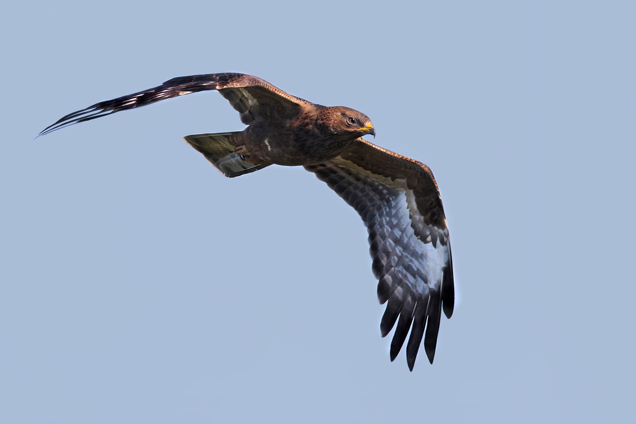 Canon EF 300mm F2.8L IS II USM sample photo. Honey buzzard photography