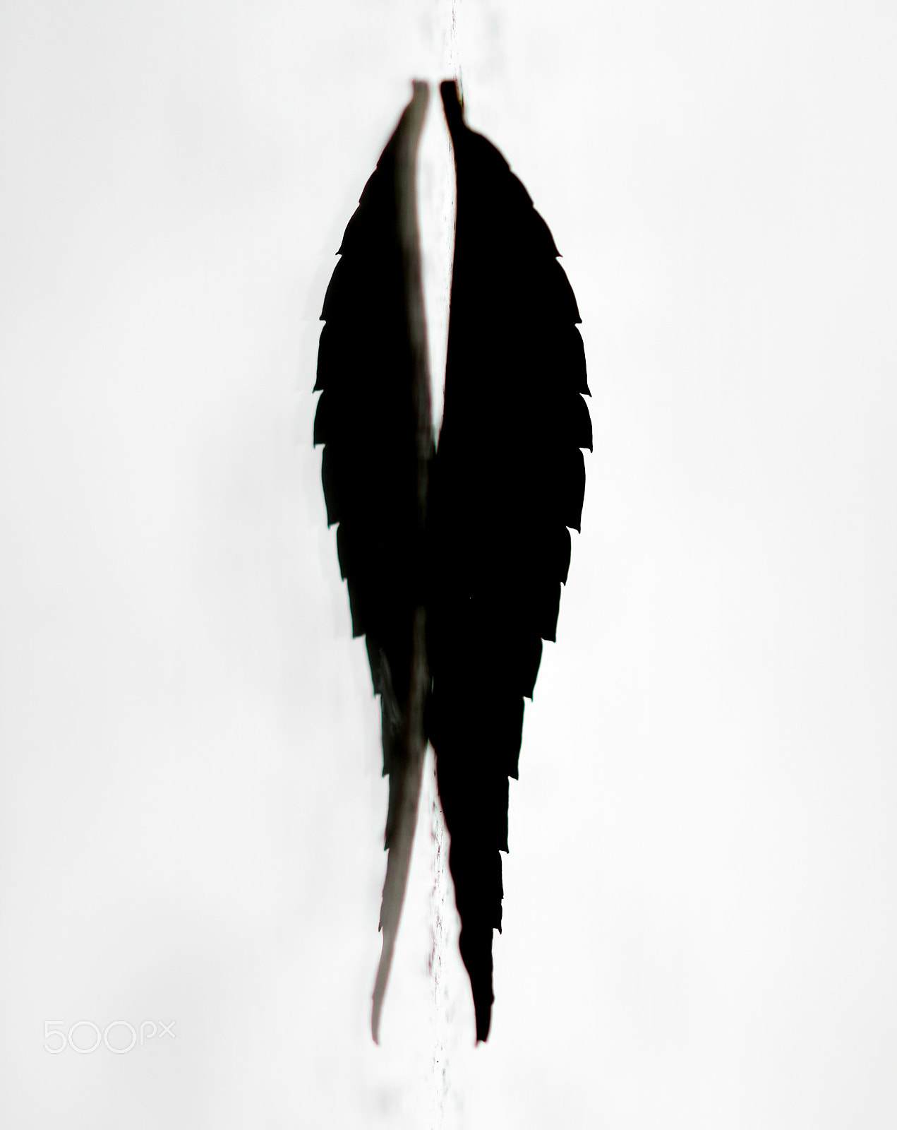Sigma 105mm F2.8 EX DG OS HSM sample photo. Angel's wings photography