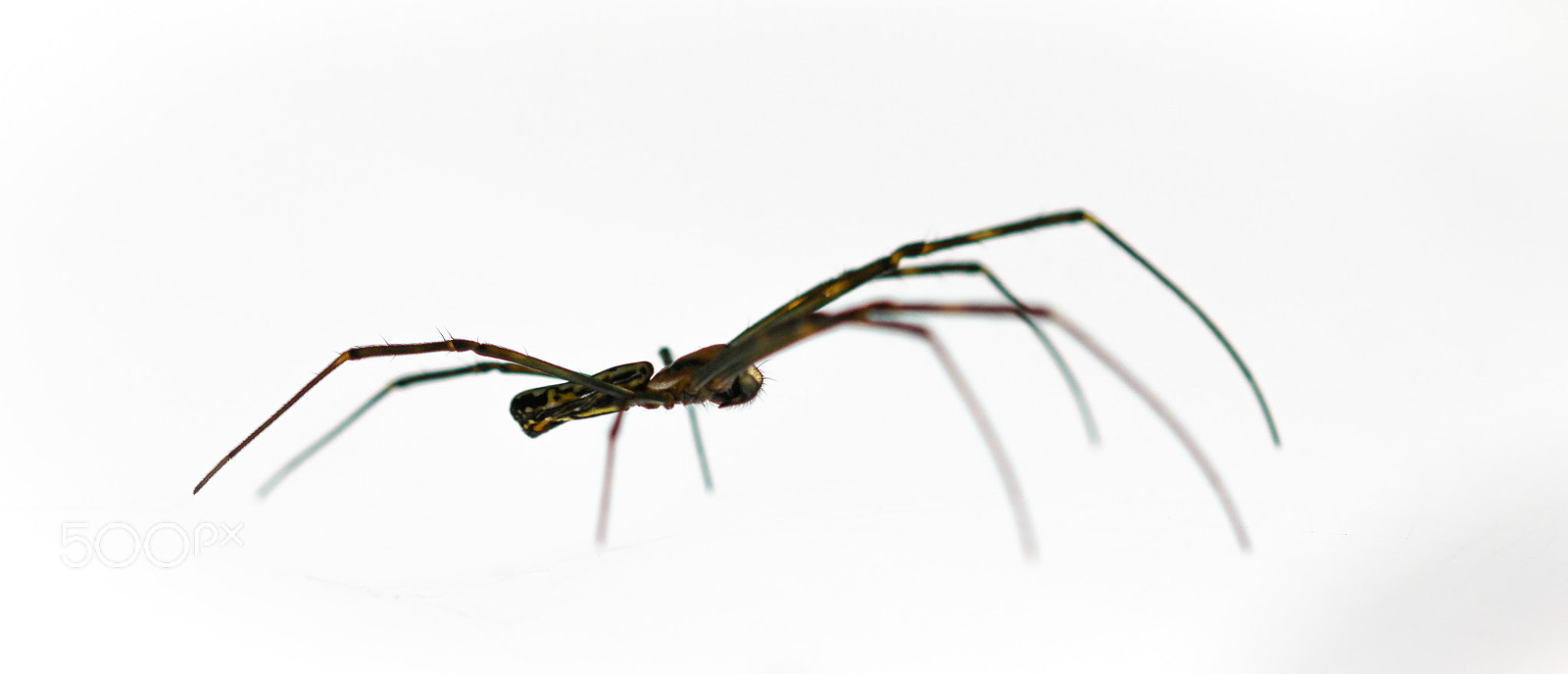 Sigma 105mm F2.8 EX DG OS HSM sample photo. Nephila clavata photography