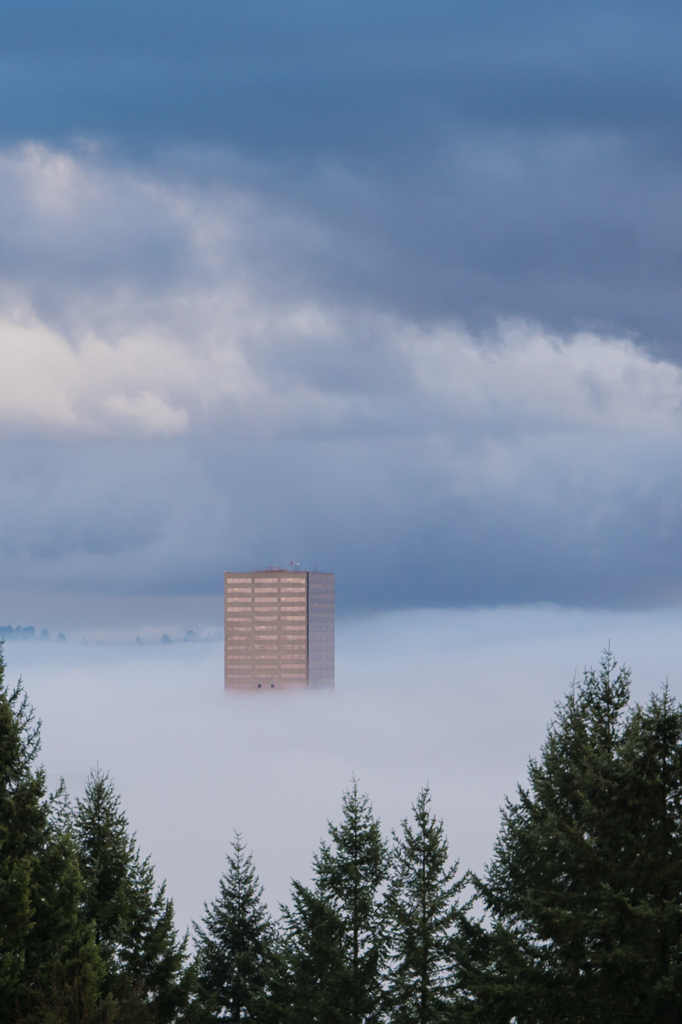 Sony ILCA-77M2 sample photo. Big pink in the fog photography