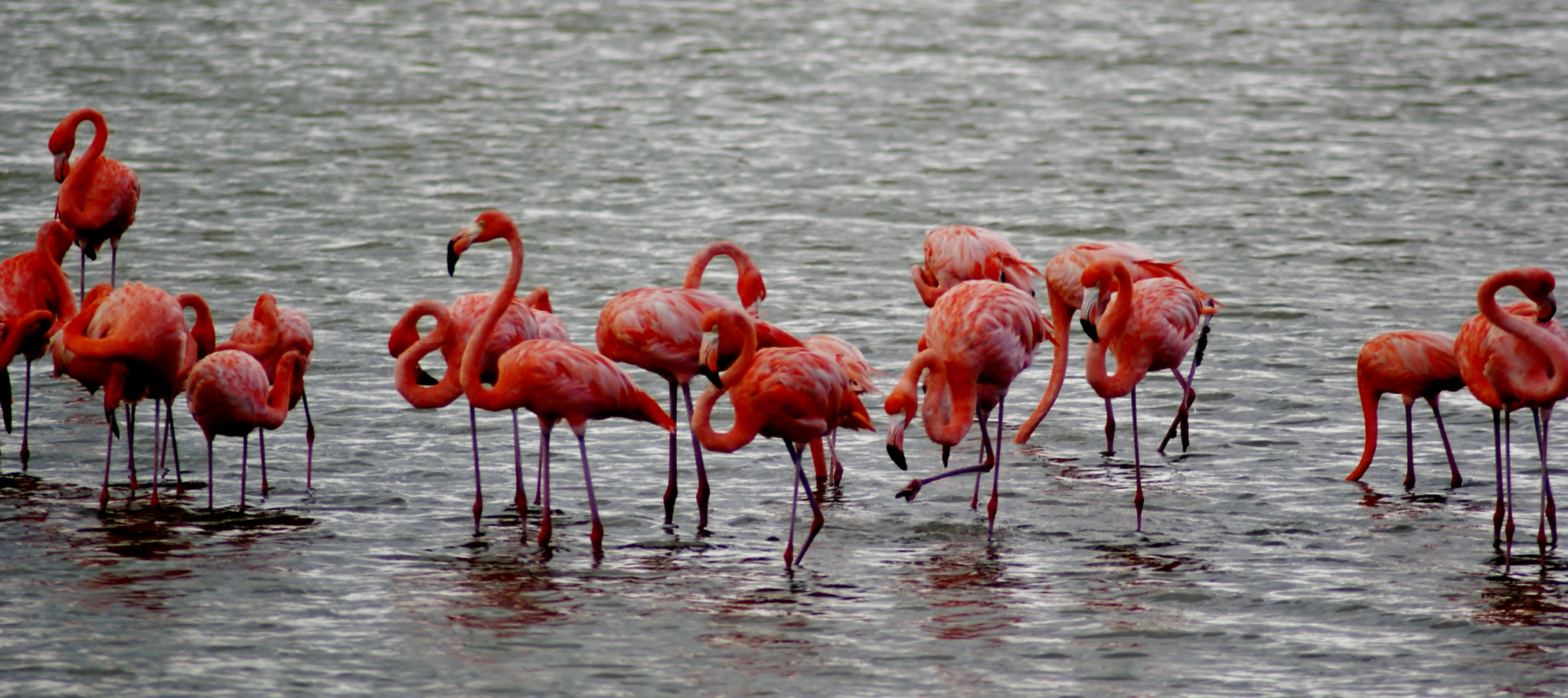 Sony Alpha DSLR-A200 sample photo. Flamingos in curacao photography