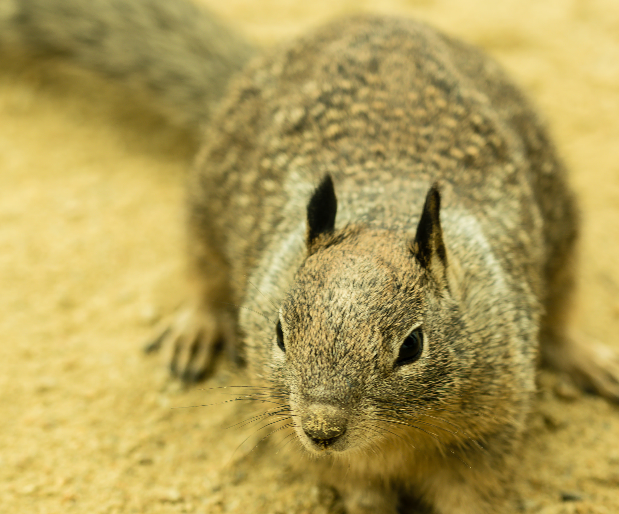 Sigma 105mm F2.8 EX DG OS HSM sample photo. Curious little creatures photography