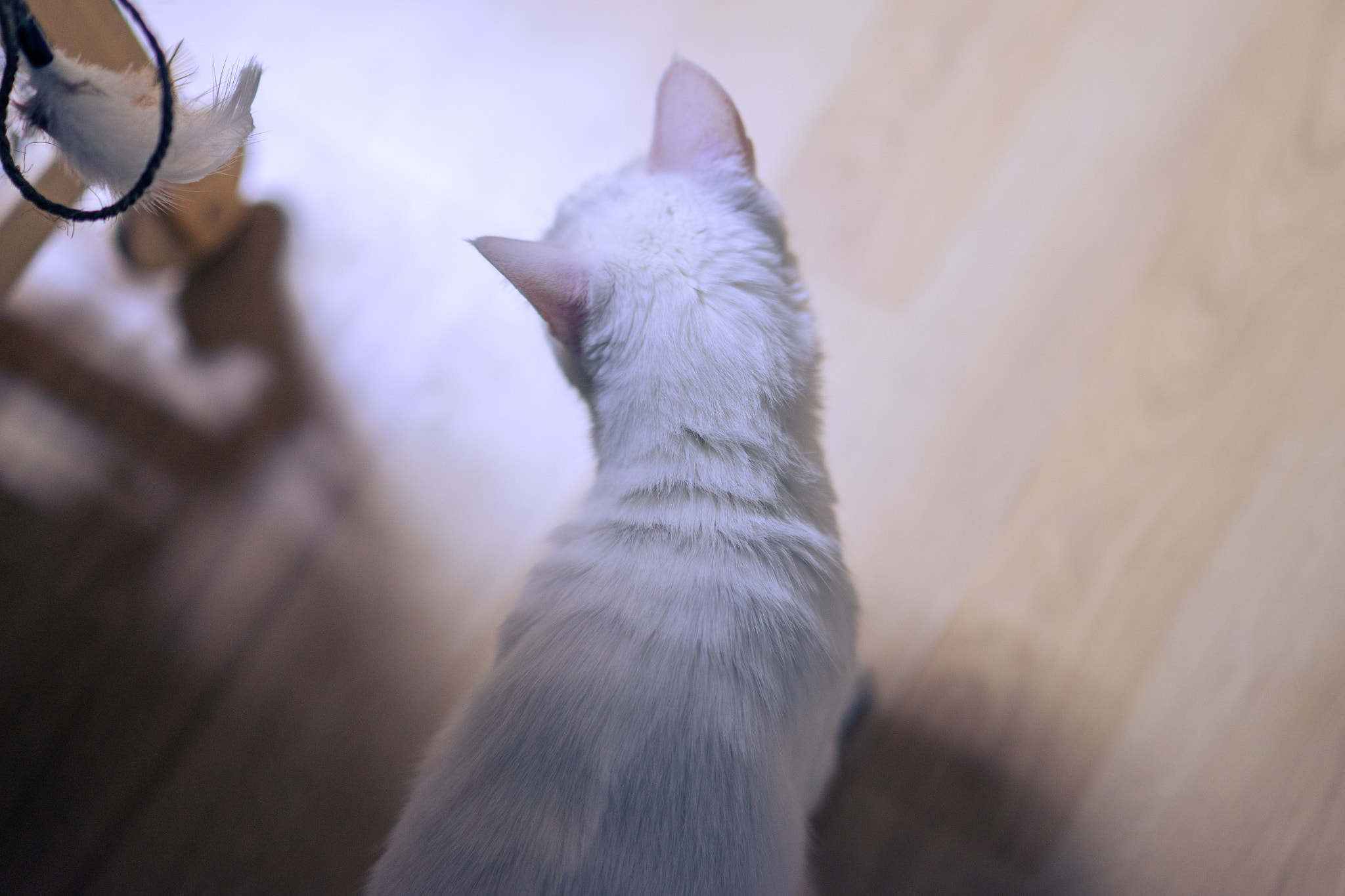 Sony a7 + E 50mm F1.4 sample photo. Her back photography