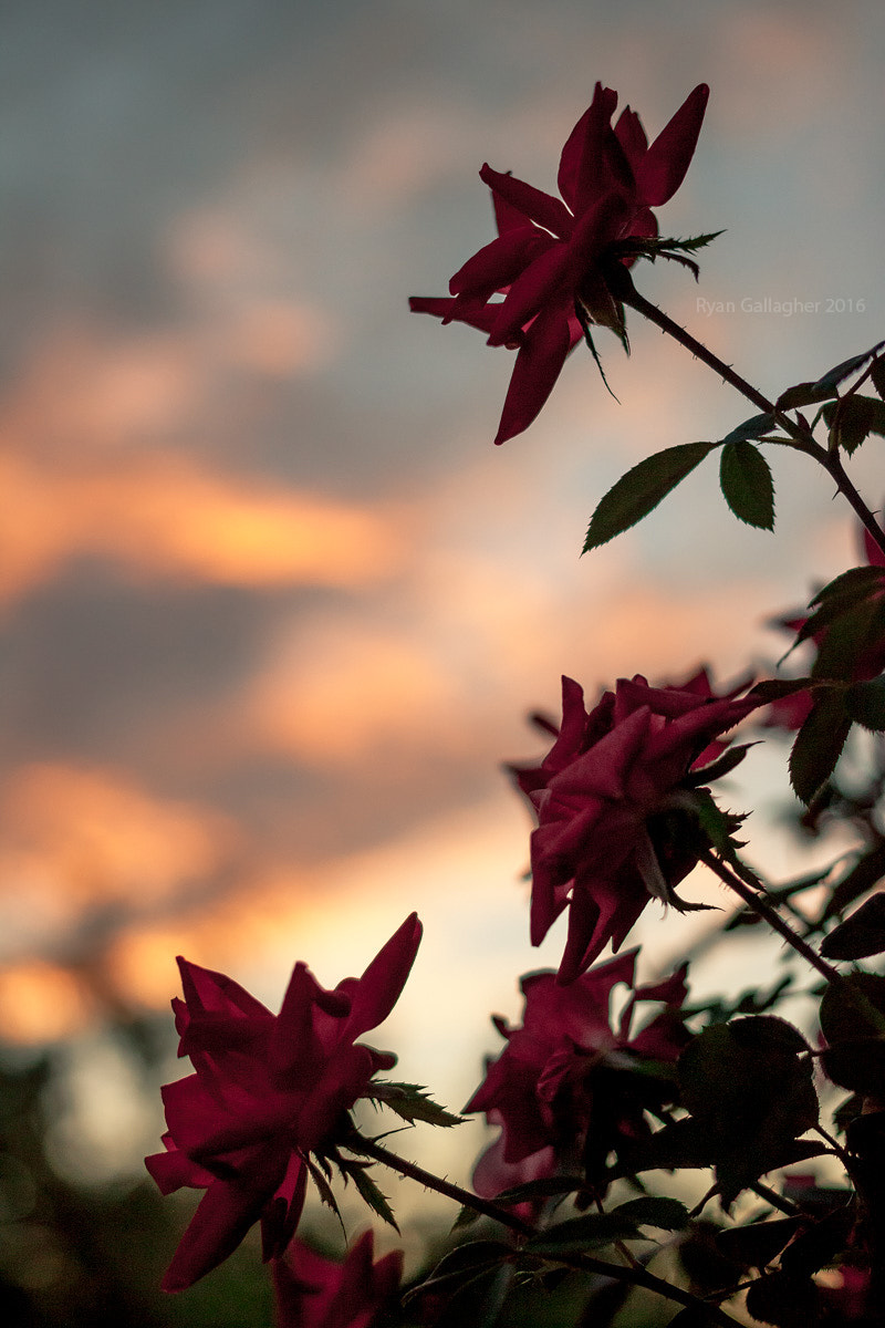 Canon EF 40mm F2.8 STM sample photo. Wilting summer fades away photography