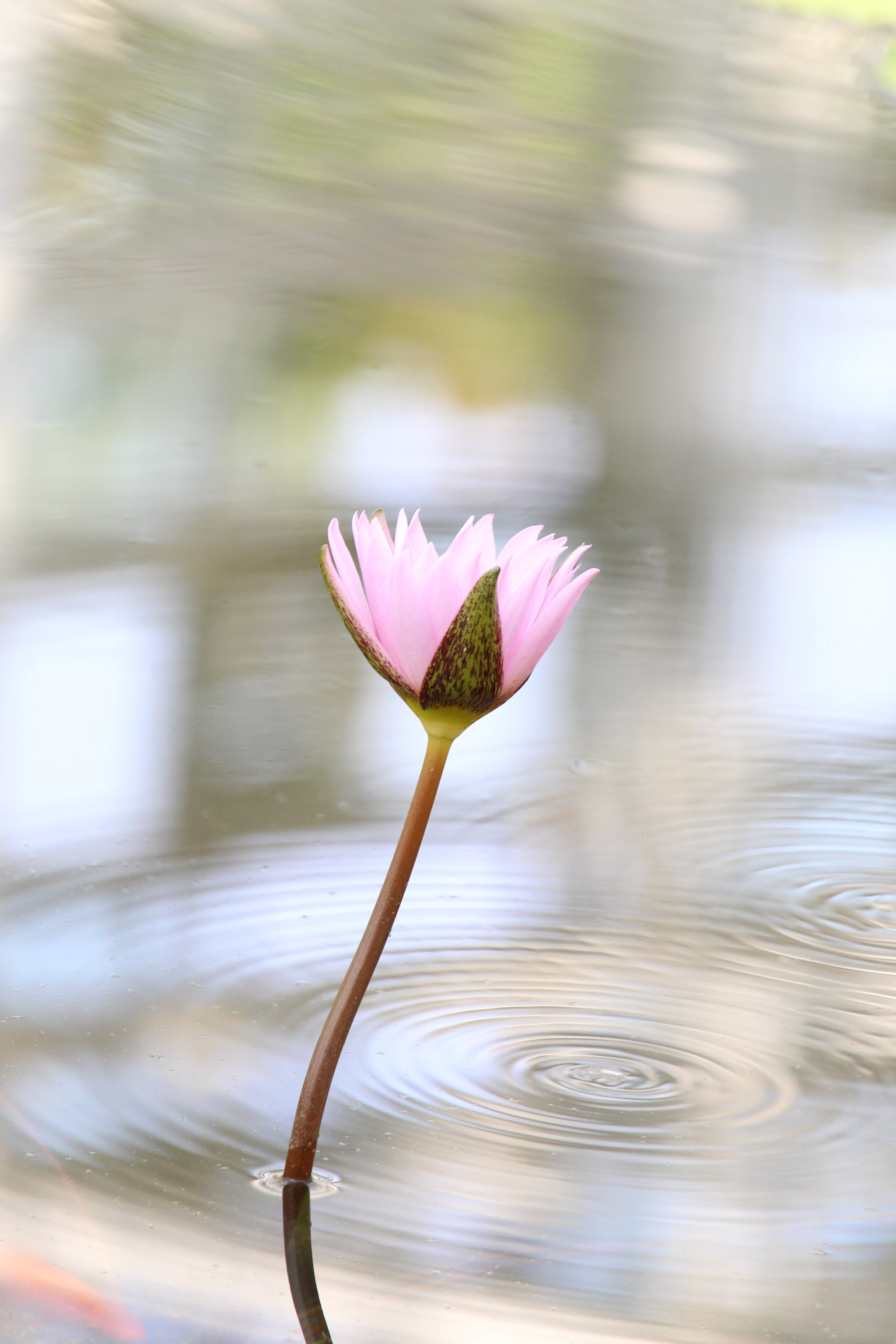 Canon EOS 700D (EOS Rebel T5i / EOS Kiss X7i) sample photo. Tranquility and its reflection photography