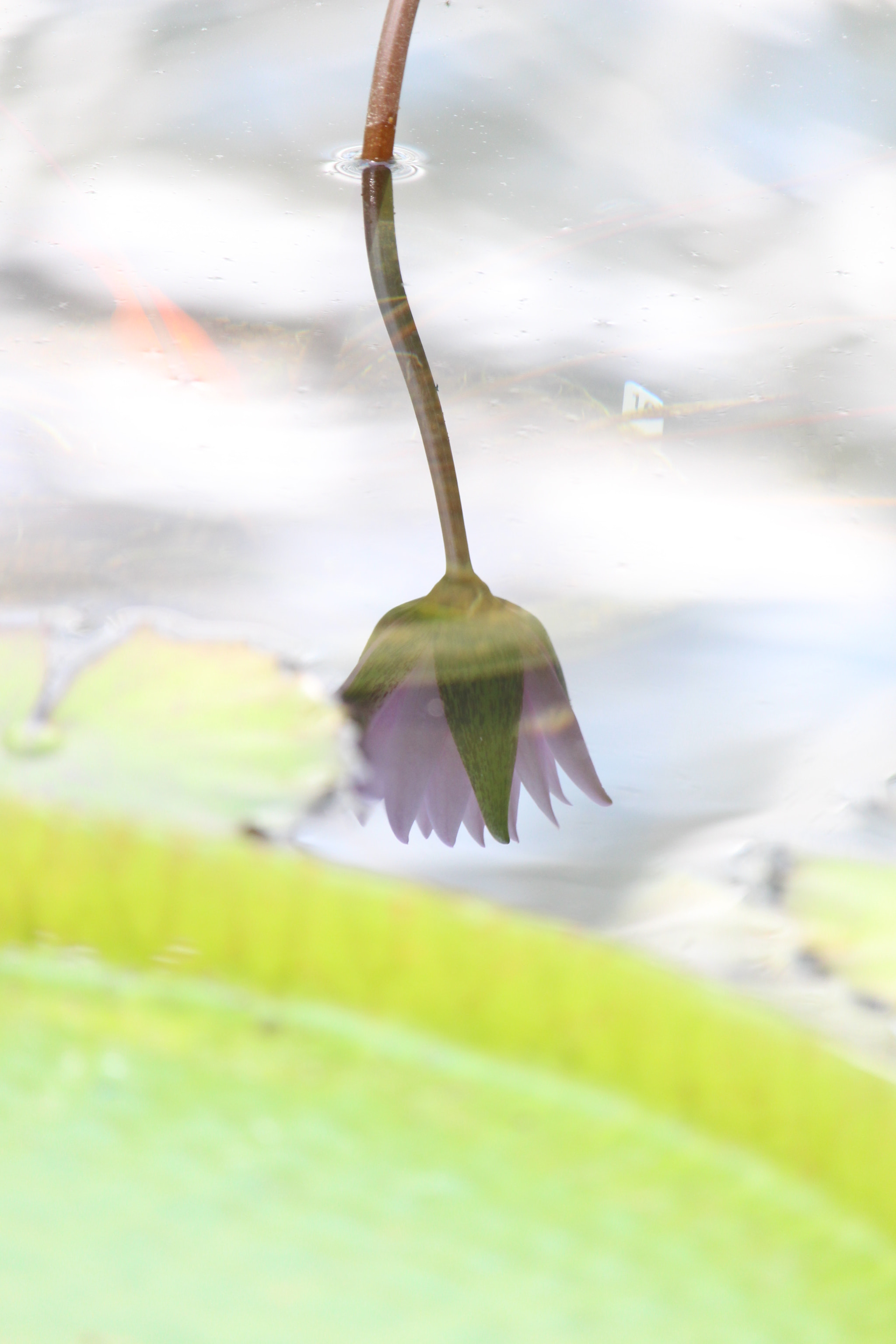 Canon EOS 700D (EOS Rebel T5i / EOS Kiss X7i) sample photo. Tranquility and its reflection photography