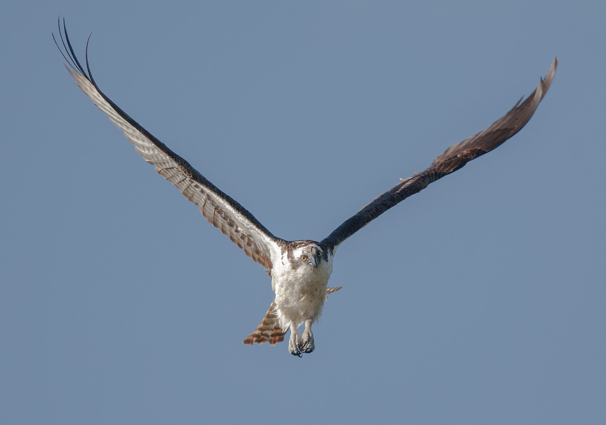 Canon EOS-1D Mark III sample photo. Balbuzard in flight photography
