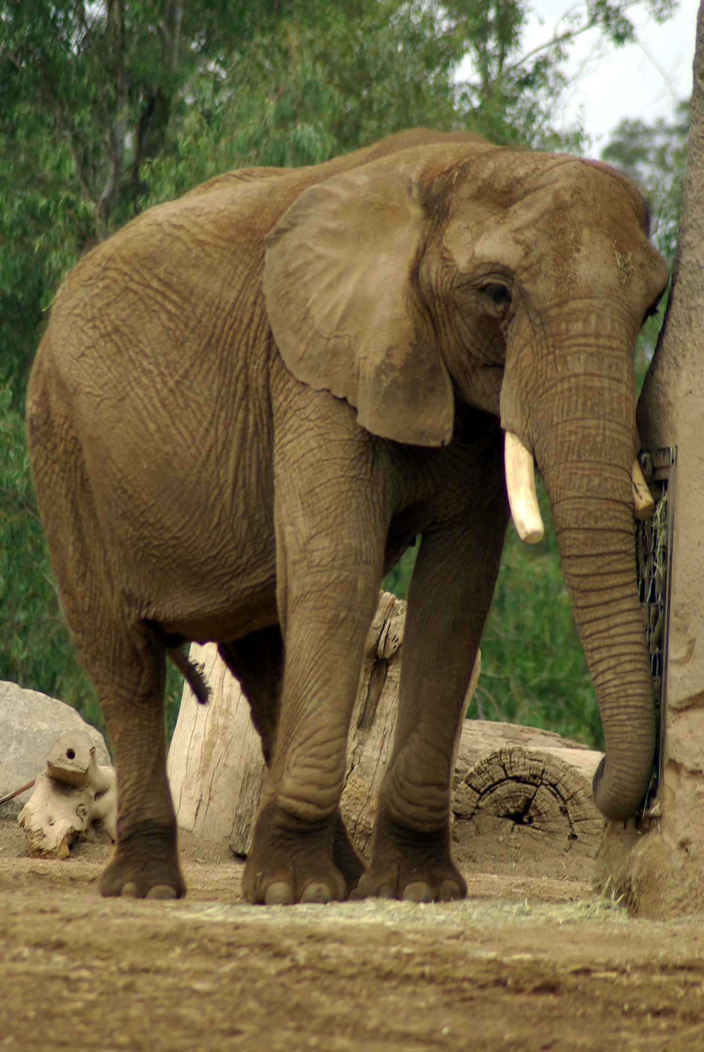 Tamron AF 70-300mm F4-5.6 Di LD Macro sample photo. Elephant photography