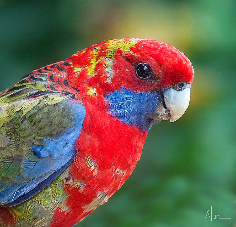 Nikon D90 + Nikon AF-S Nikkor 300mm F4D ED-IF sample photo. Crimson rosella (juvenile) portrait photography