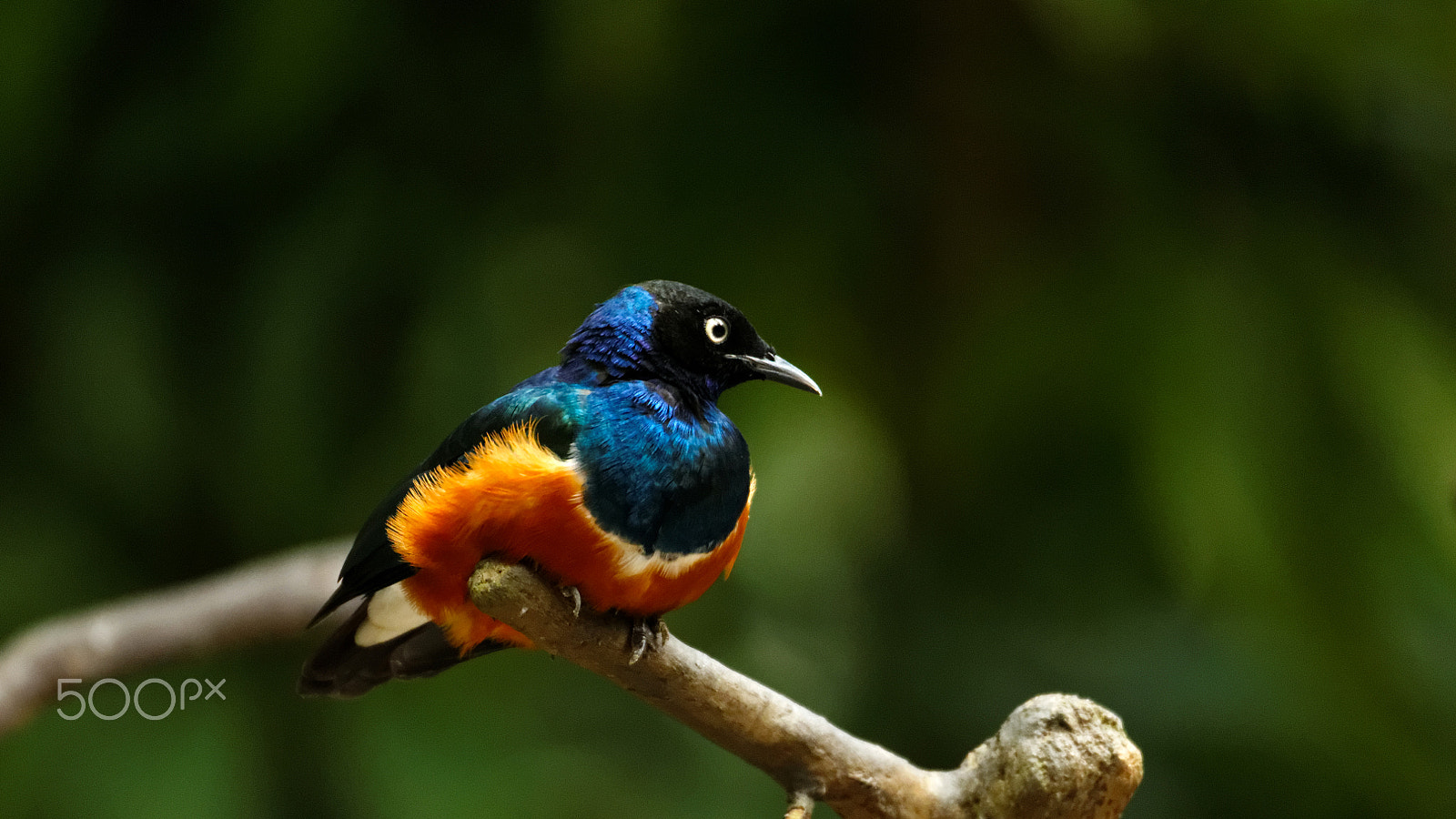 Tamron SP 150-600mm F5-6.3 Di VC USD sample photo. Birds park photography