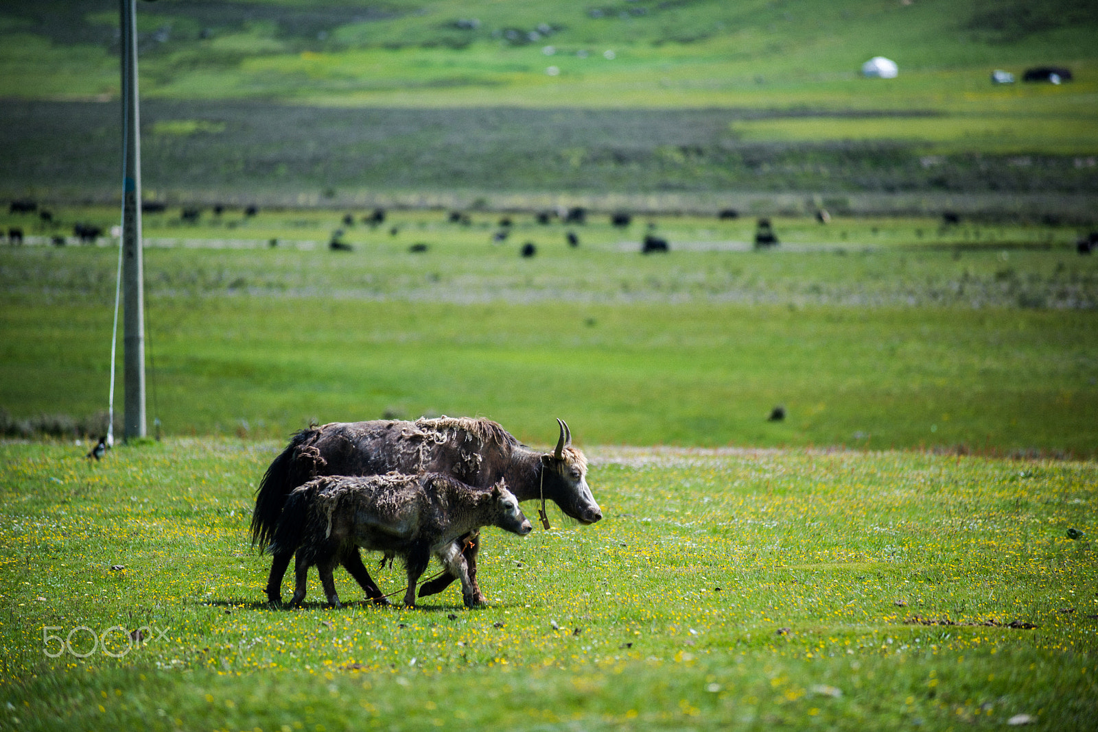 AF-S Zoom-Nikkor 80-200mm f/2.8D IF-ED sample photo. Impression of tibet photography