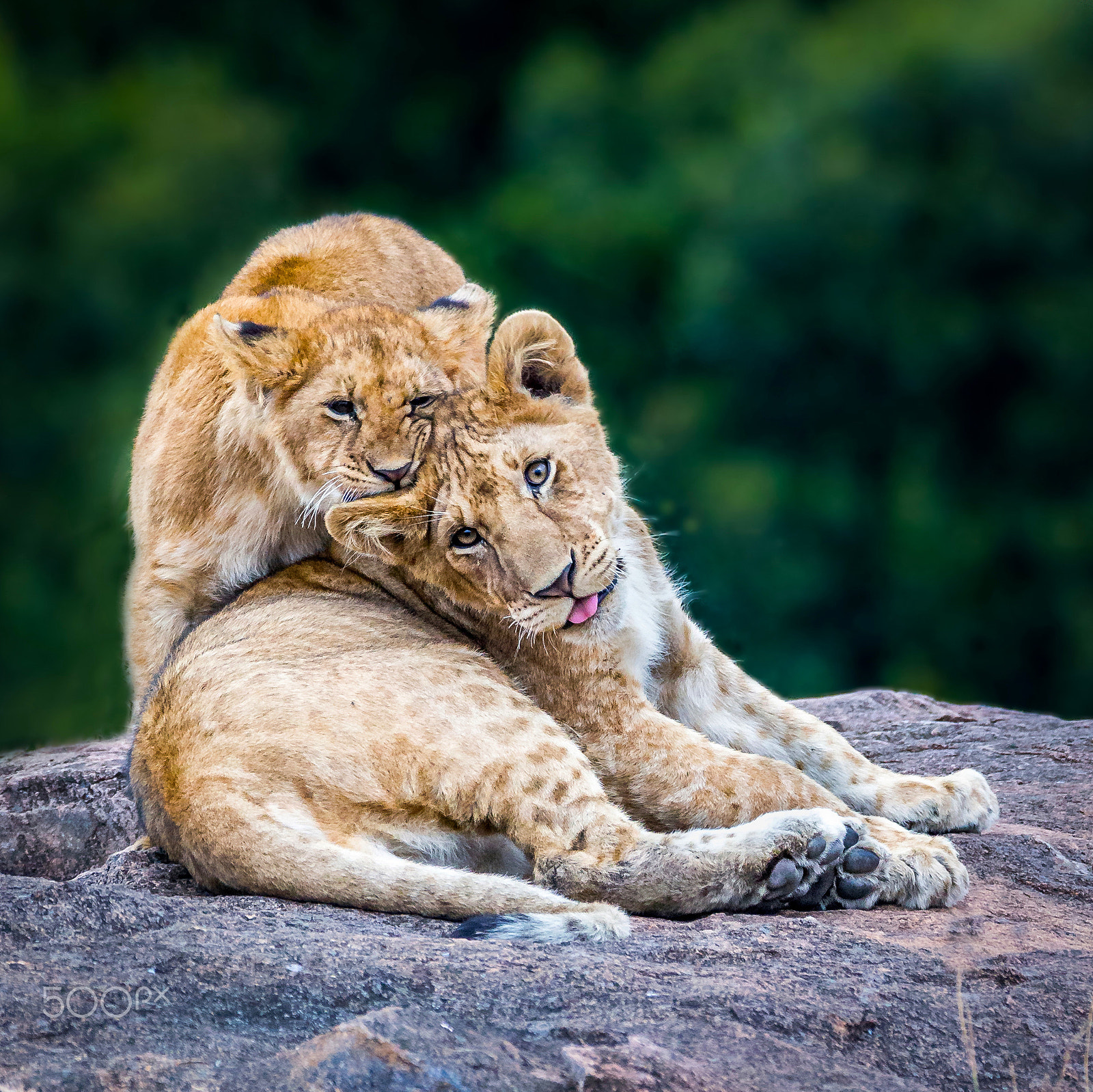 Canon EF 200-400mm F4L IS USM Extender 1.4x sample photo. Playful llion cubs photography