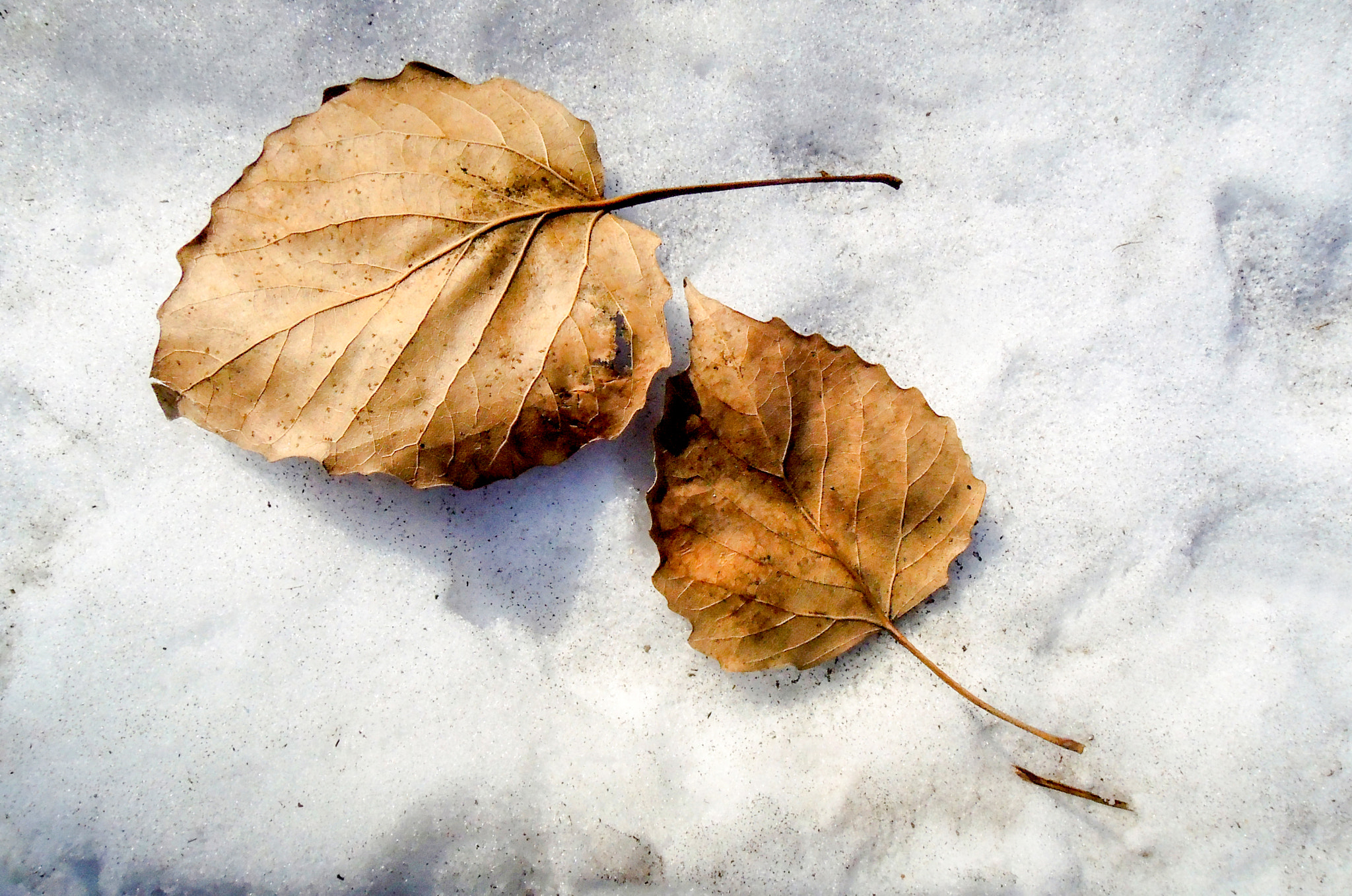 Nikon Coolpix P310 sample photo. Leaf.snow photography