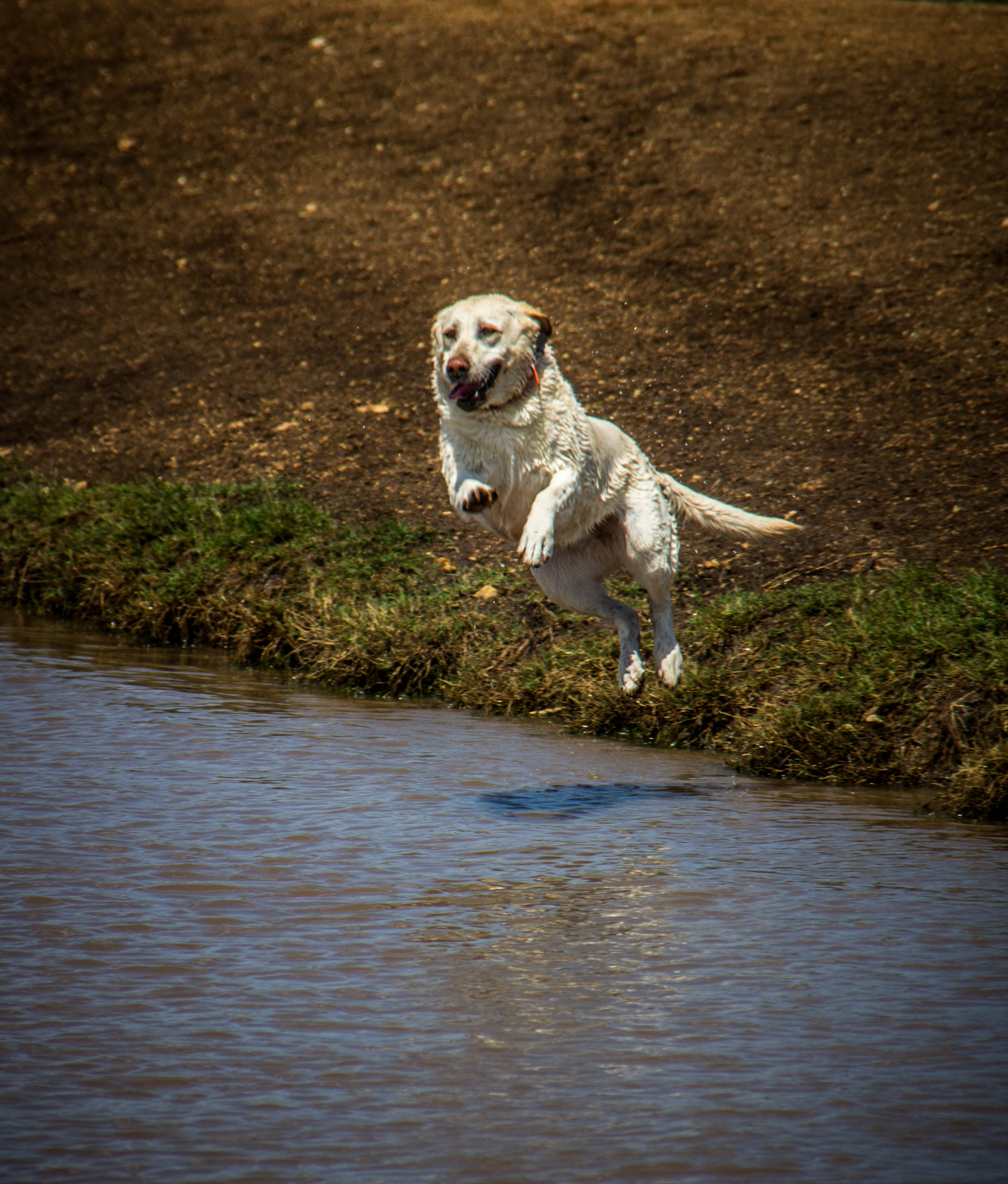 Sigma 18-250mm F3.5-6.3 DC OS HSM sample photo. Go get it photography