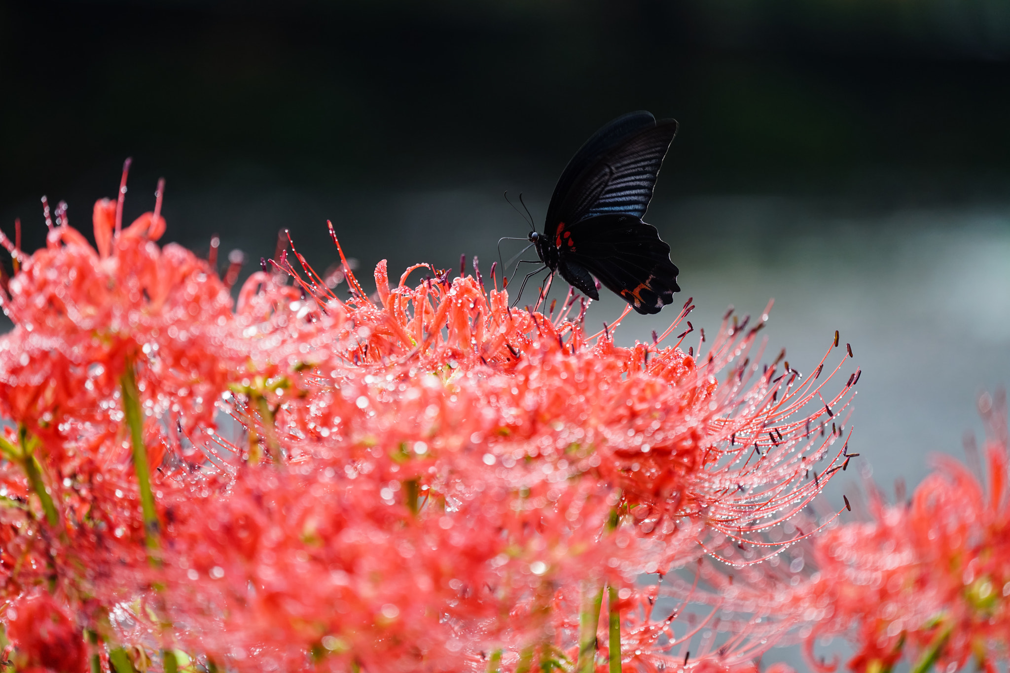 Sony FE 70-300mm F4.5-5.6 G OSS sample photo. Hurricane lily photography
