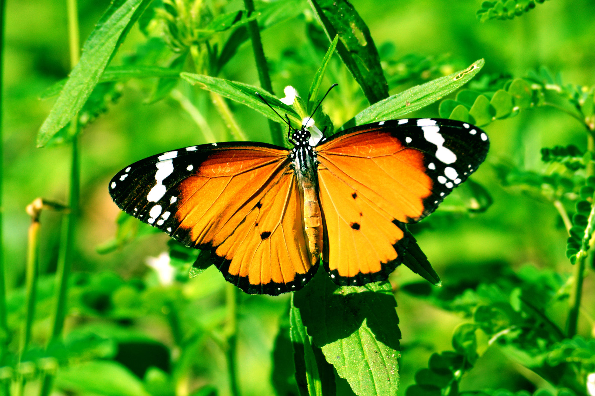 AF Nikkor 85mm f/1.8 sample photo. Butterfly photography