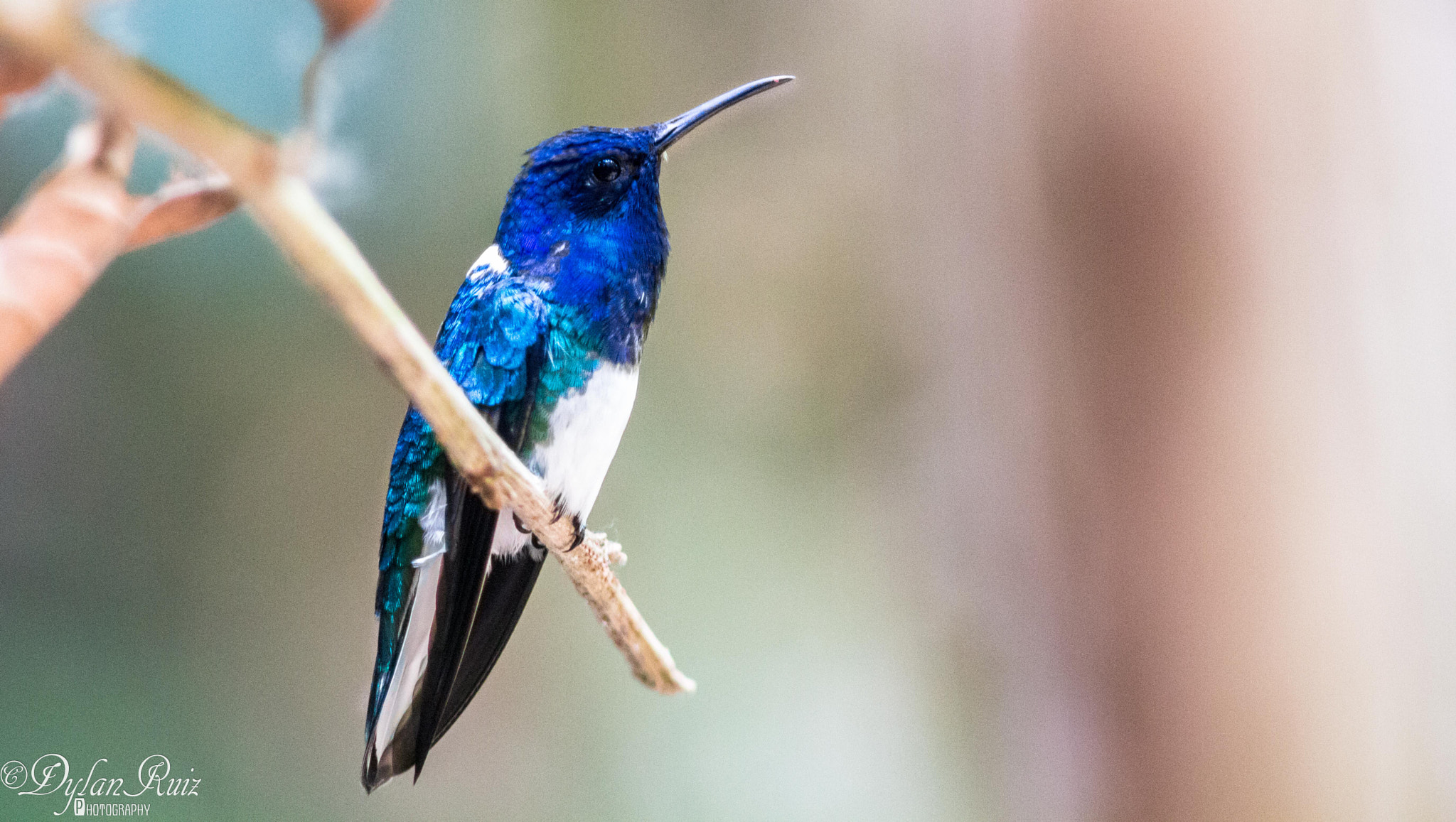 Canon EF 200mm F2.8L II USM sample photo. Hummingbird photography
