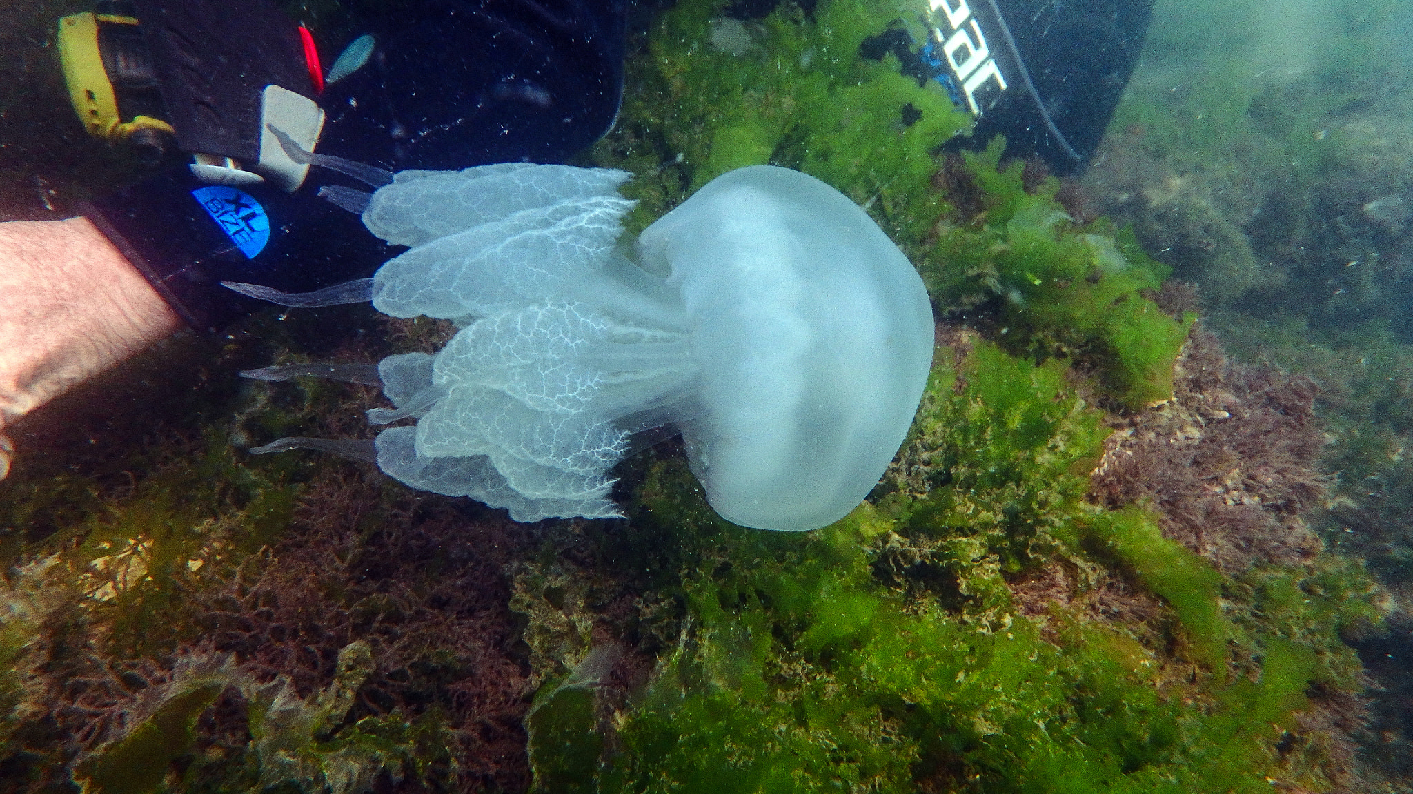 Olympus TG-860 sample photo. Jellyfish photography