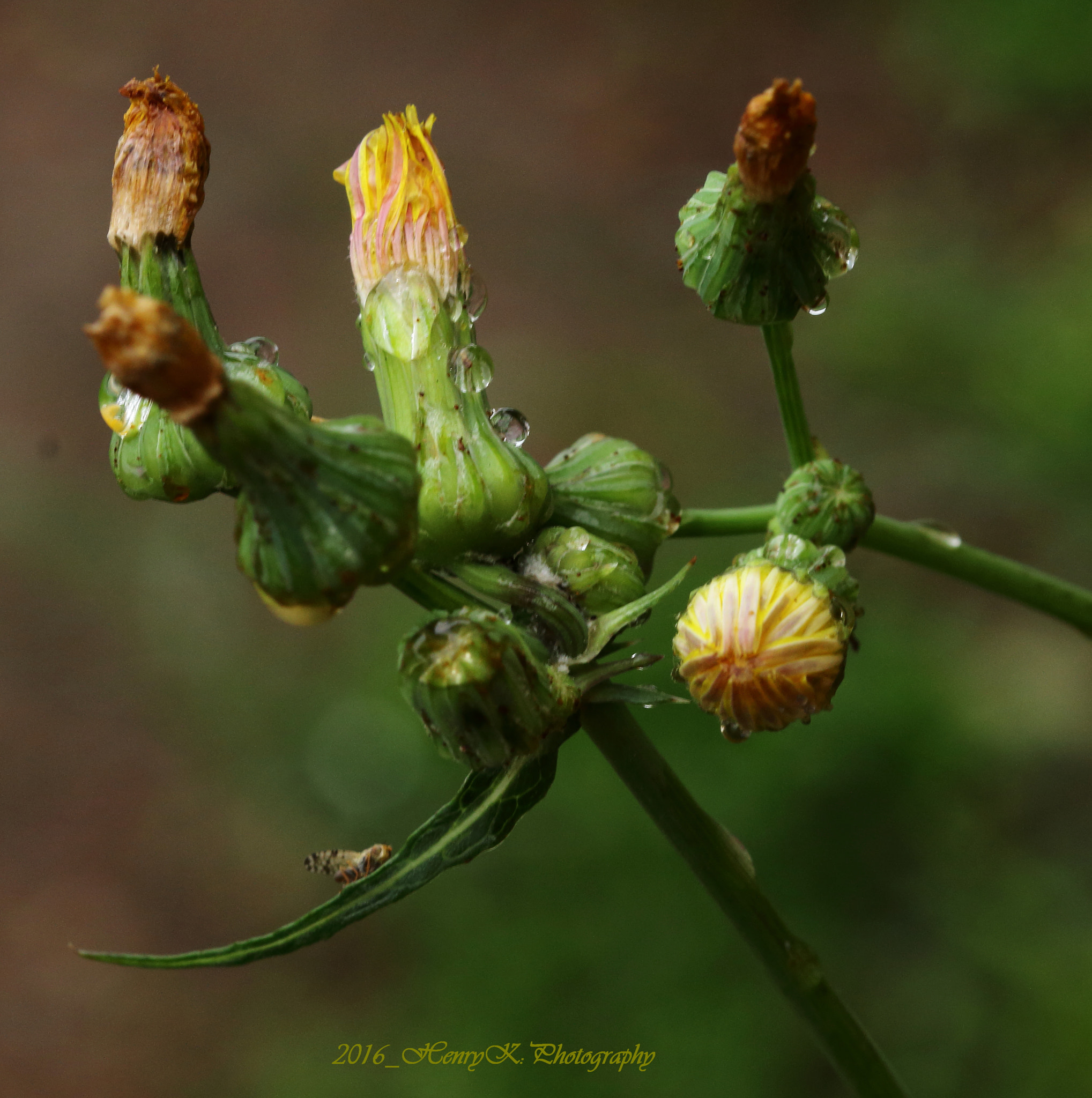 Canon 105mm sample photo. Dazzling in the morning photography
