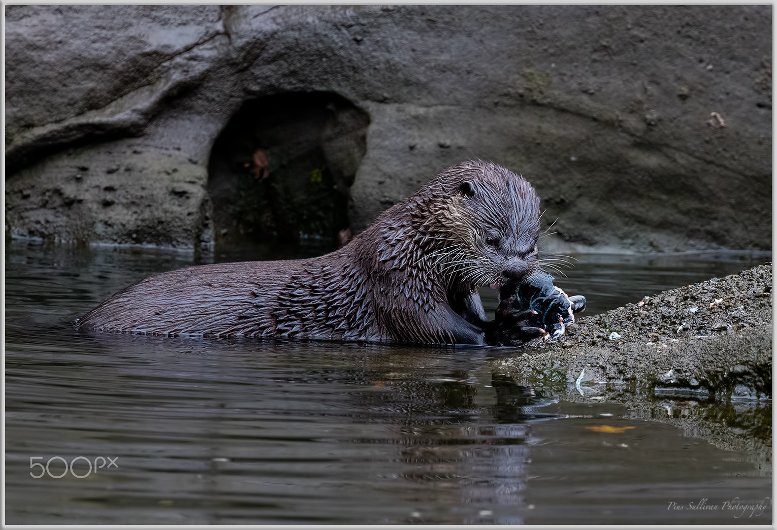 Canon EOS 5DS R + Canon EF 400mm F4 DO IS II USM sample photo. River otter photography