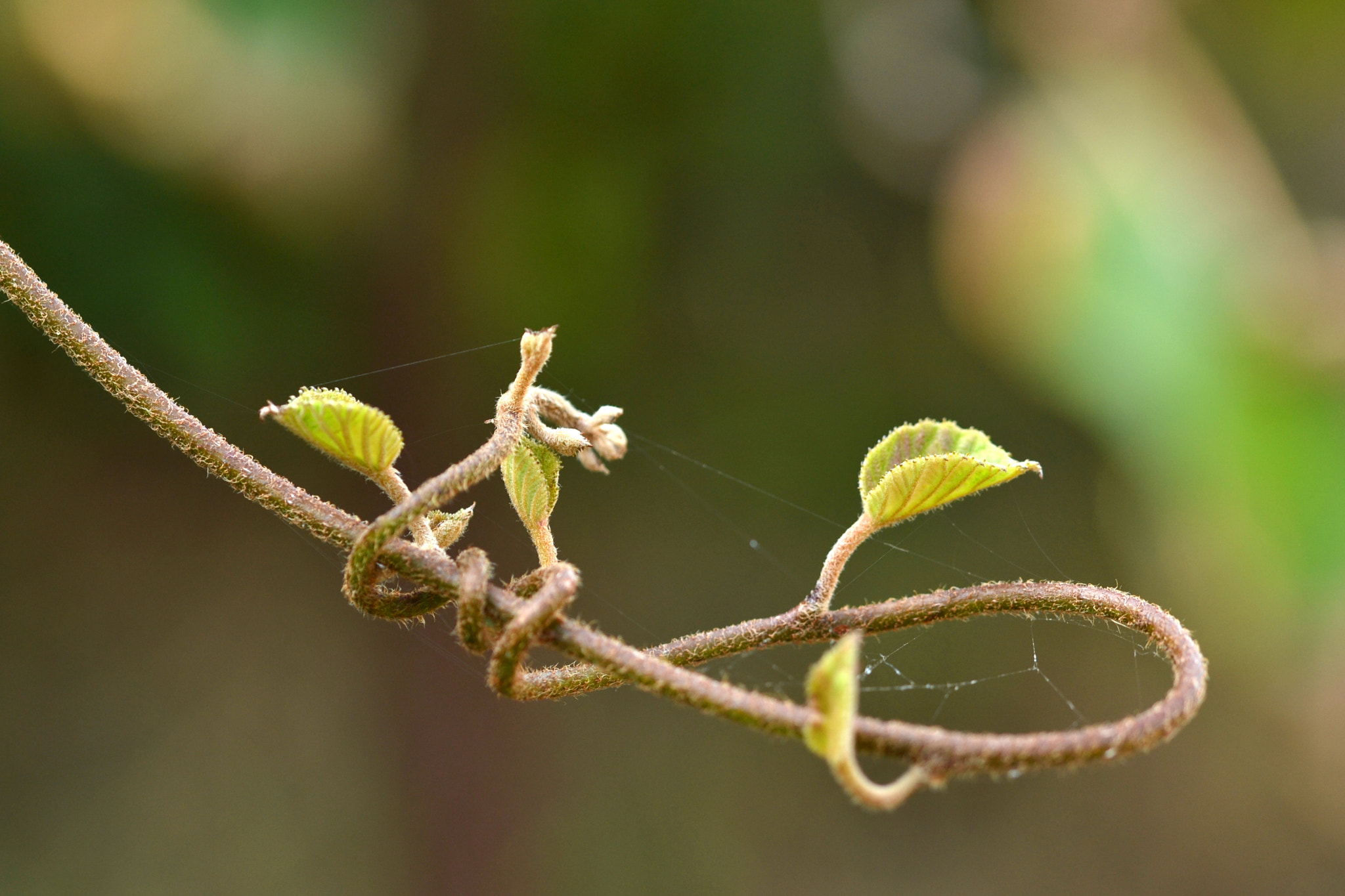 Sigma 105mm F2.8 EX DG OS HSM sample photo. Natural node photography