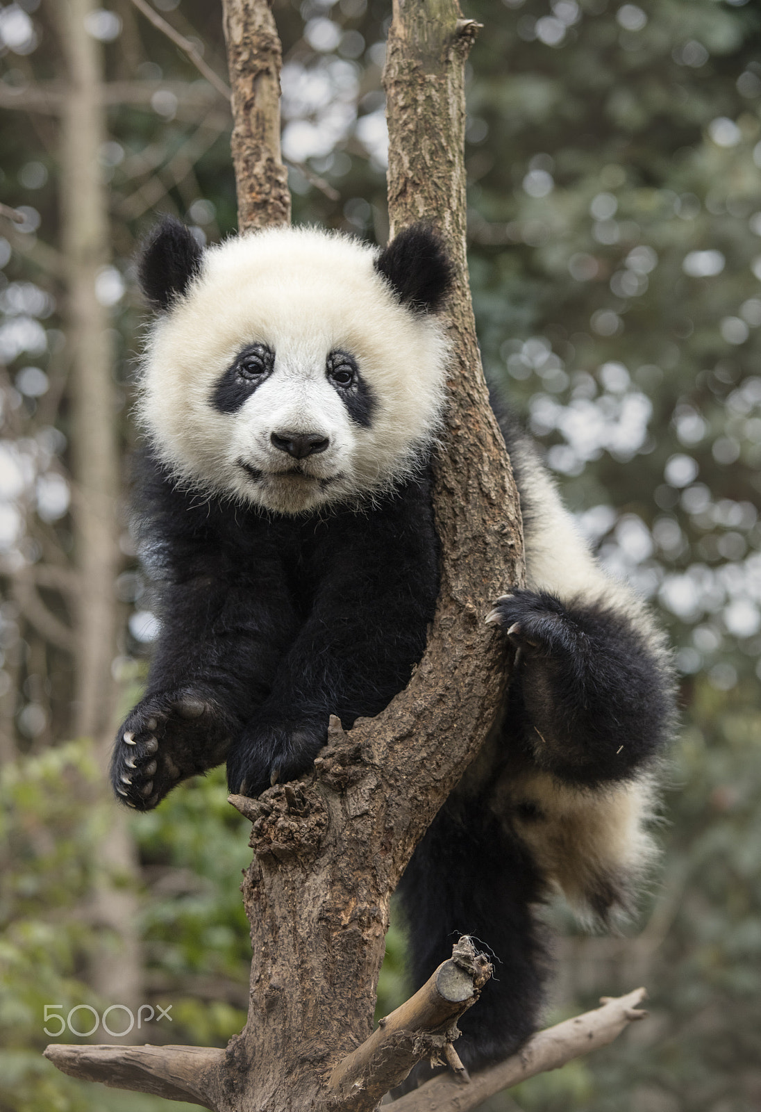 Canon EOS 5DS + Canon EF 70-200mm F4L IS USM sample photo. Do i look cute ? photography