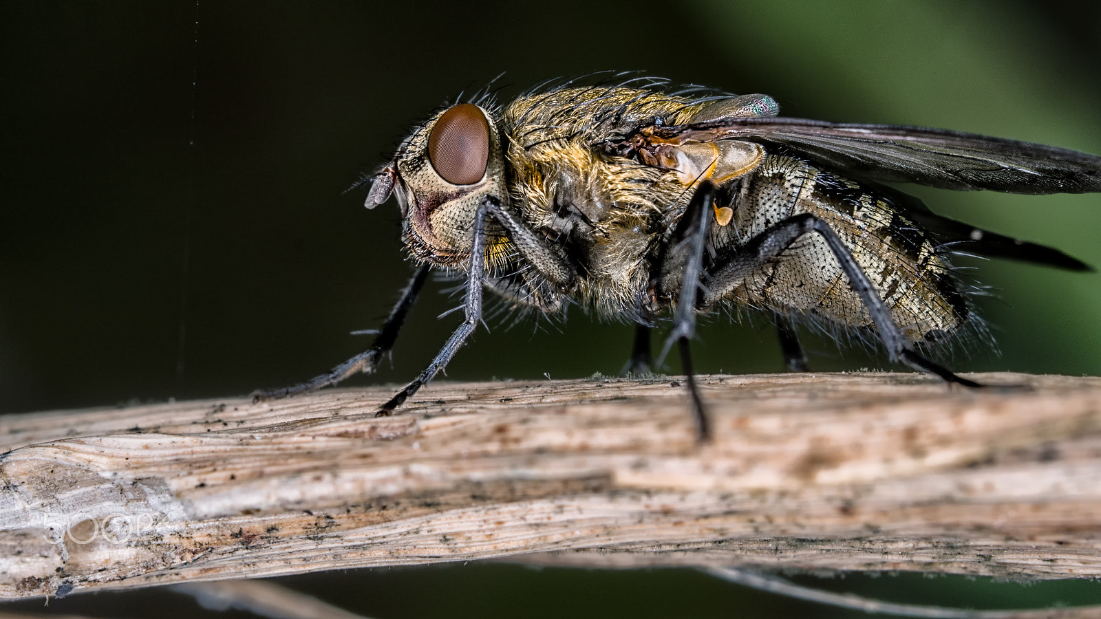 Olympus M.Zuiko Digital ED 60mm F2.8 Macro sample photo. Fly dofphotography photography