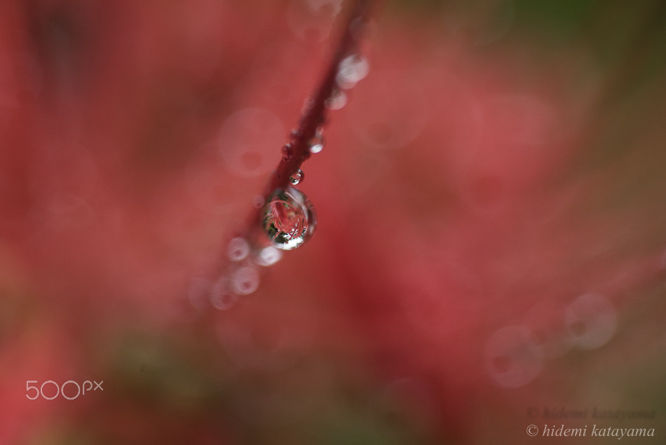 Minolta AF 50mm F3.5 Macro sample photo. Lovely drop photography