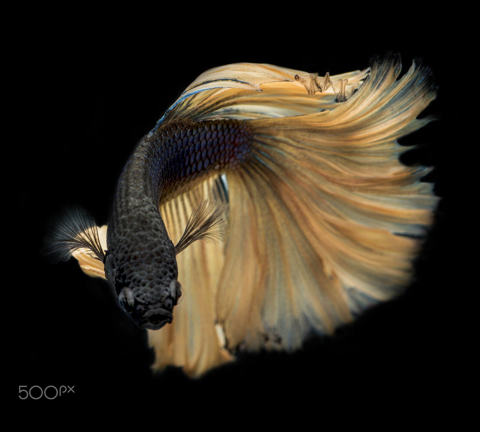 Tokina AT-X Pro 100mm F2.8 Macro sample photo. Captures movements of siamese fighting fish photography