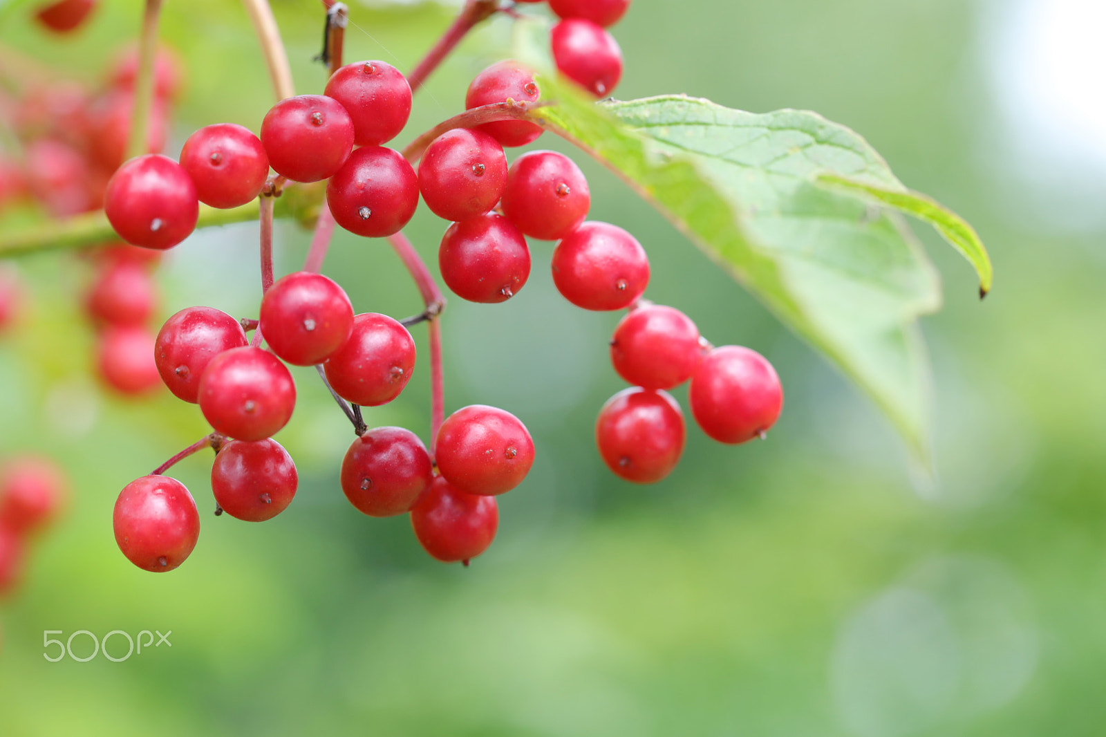 Canon EF 100mm F2.8L Macro IS USM sample photo. Beautiful red berries in autumn photography