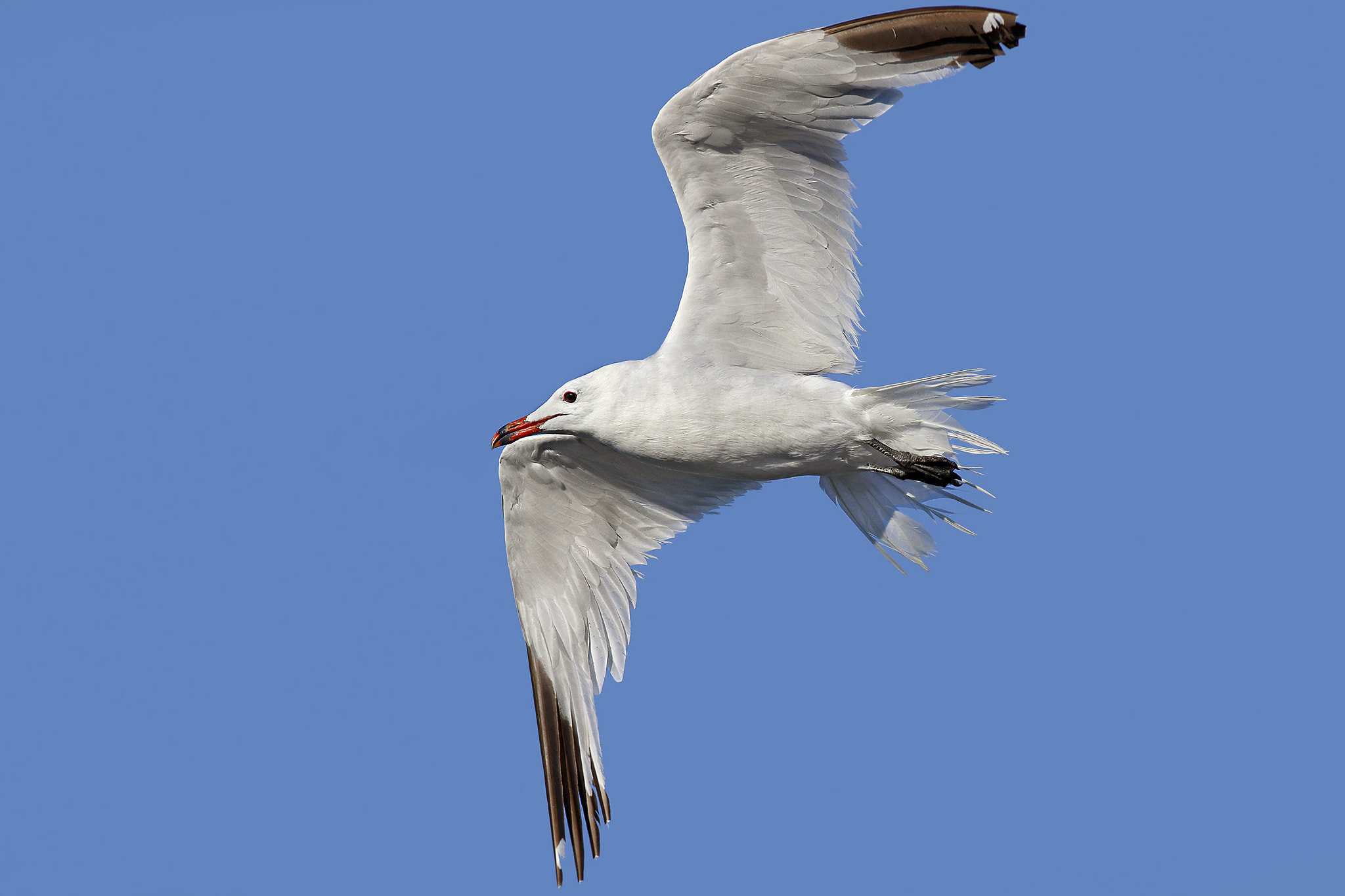 Canon EF 500mm f/4.5L sample photo. Audouin's gull photography
