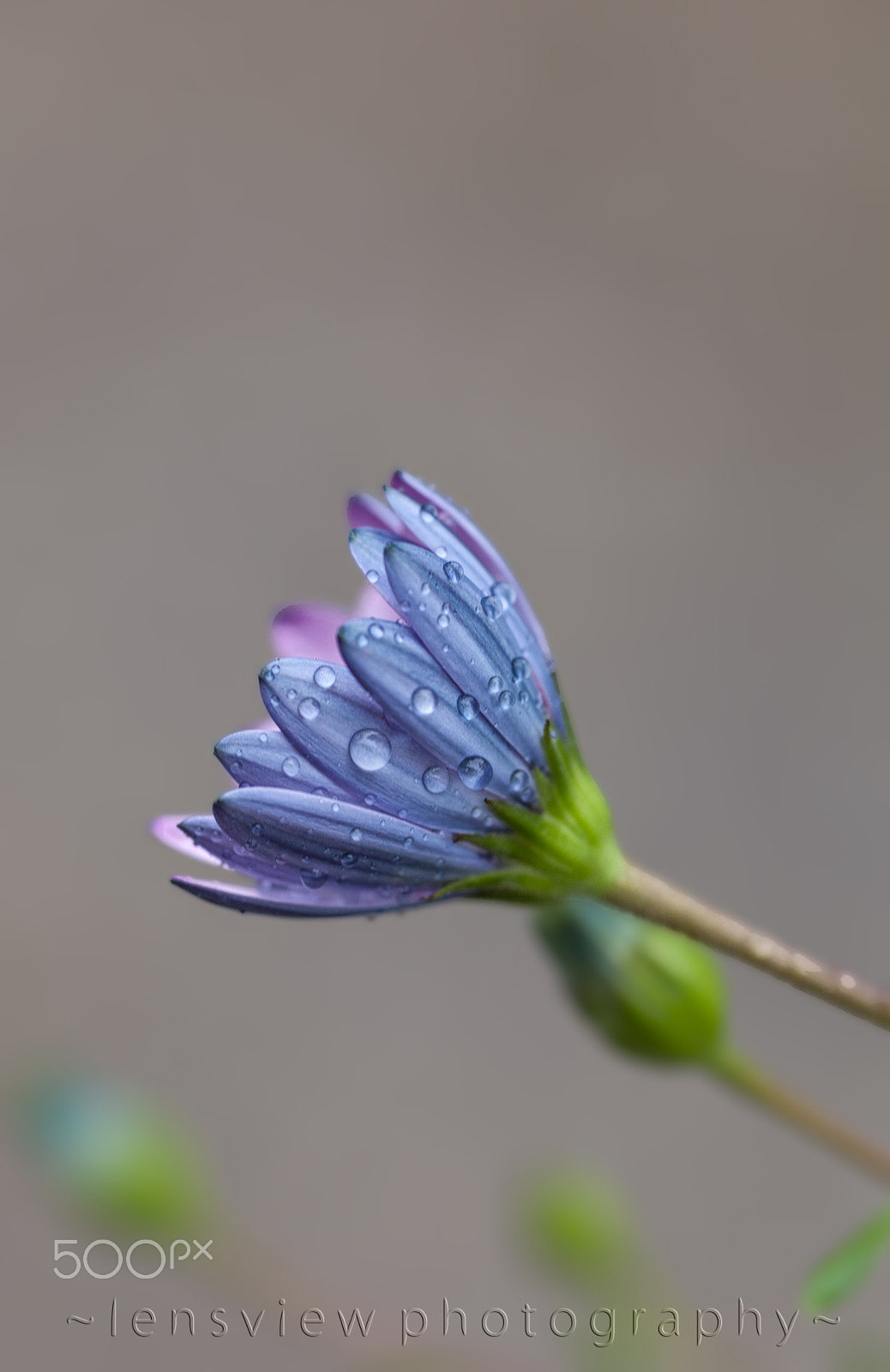 Sigma 105mm F2.8 EX DG Macro sample photo. :: photography