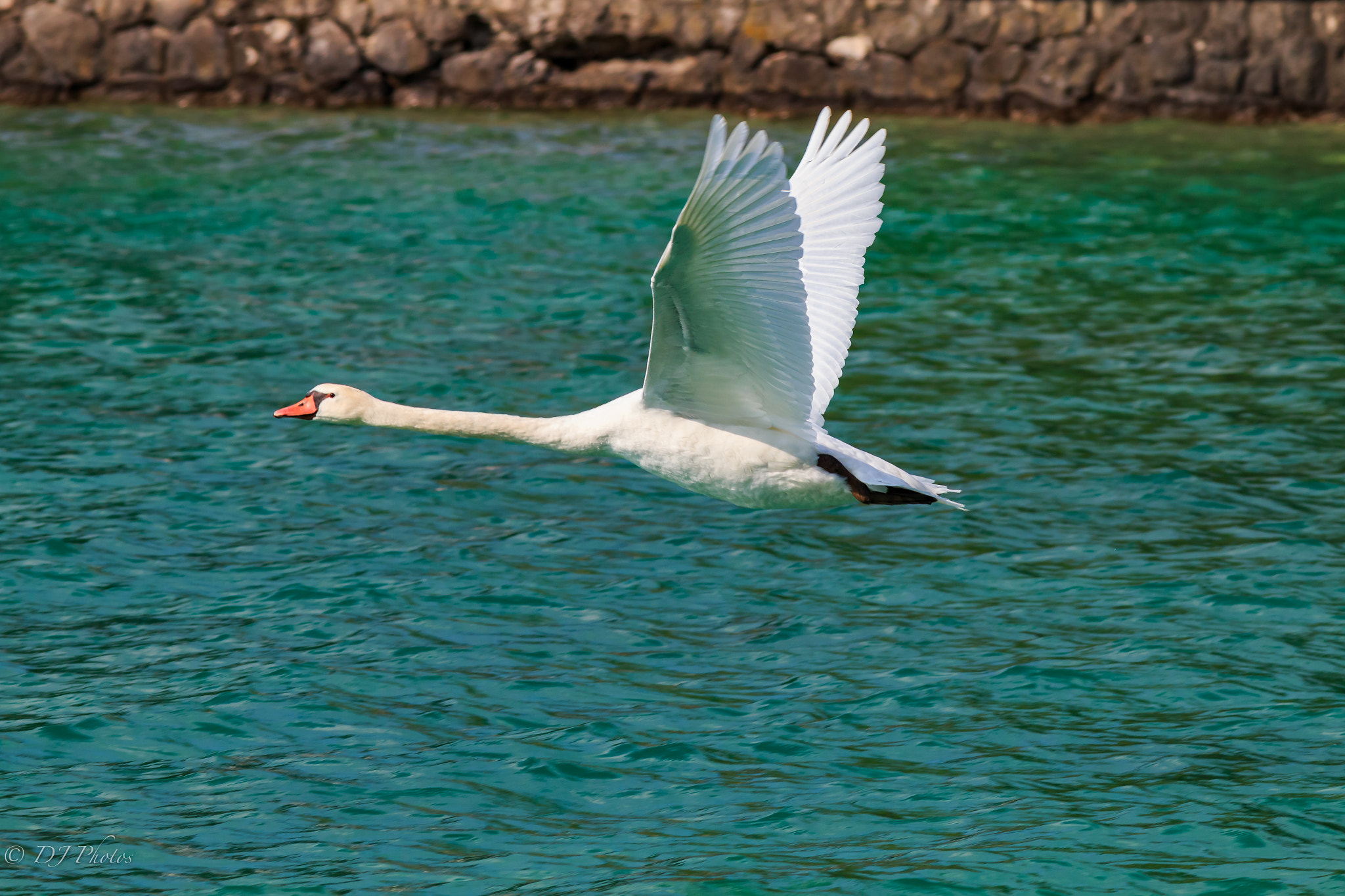 Canon EOS 70D + Canon EF 300mm F4L IS USM sample photo. Swan flying 1 photography