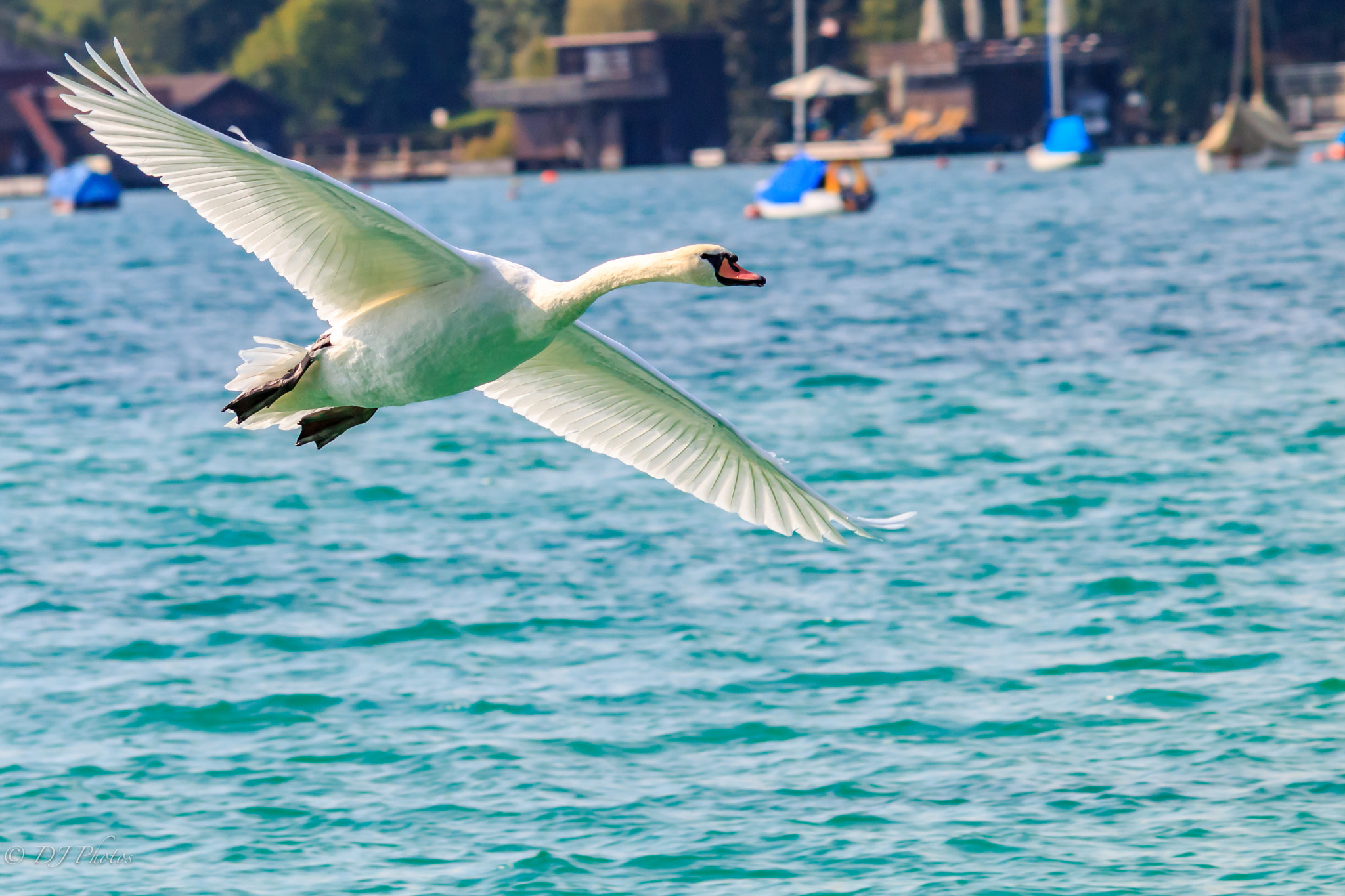 Canon EOS 70D + Canon EF 300mm F4L IS USM sample photo. Swan landing 1 photography