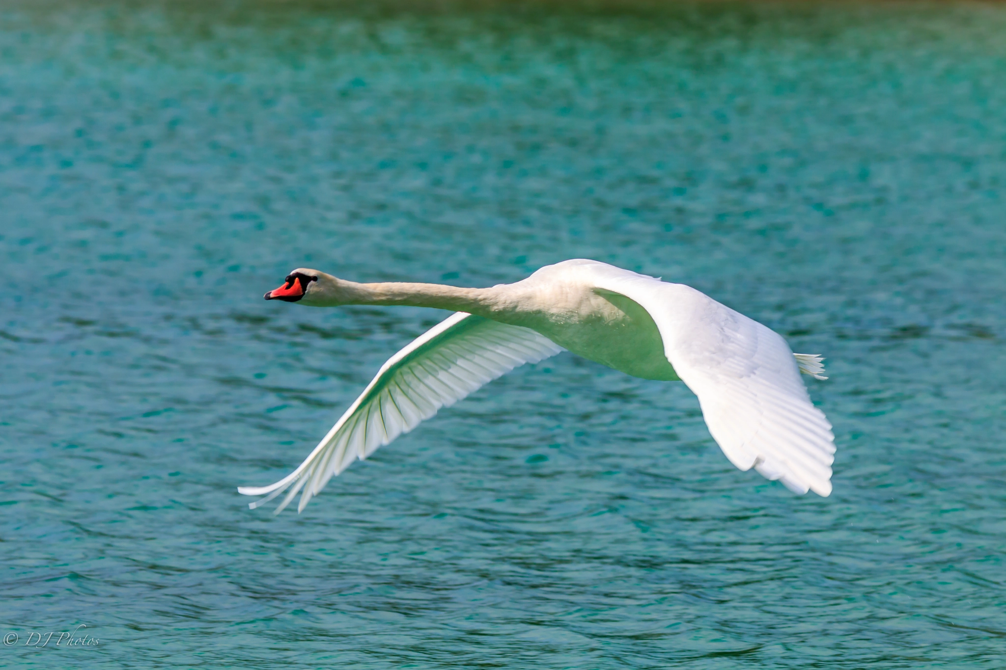 Canon EOS 70D + Canon EF 300mm F4L IS USM sample photo. Swan flying 2 photography