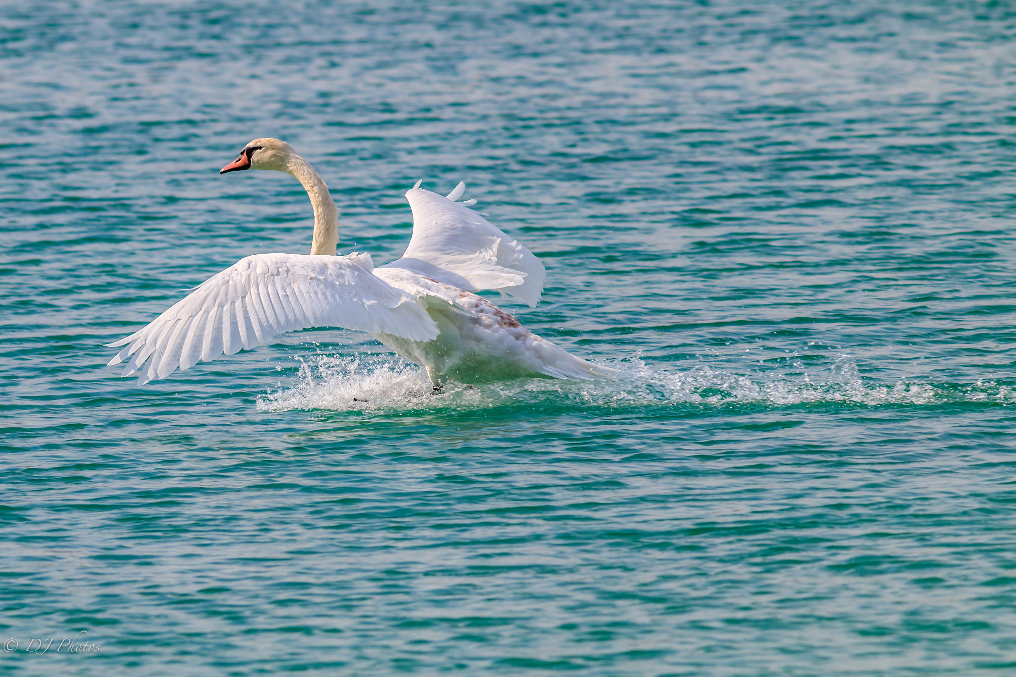 Canon EOS 70D + Canon EF 300mm F4L IS USM sample photo. Swan landing 2 photography