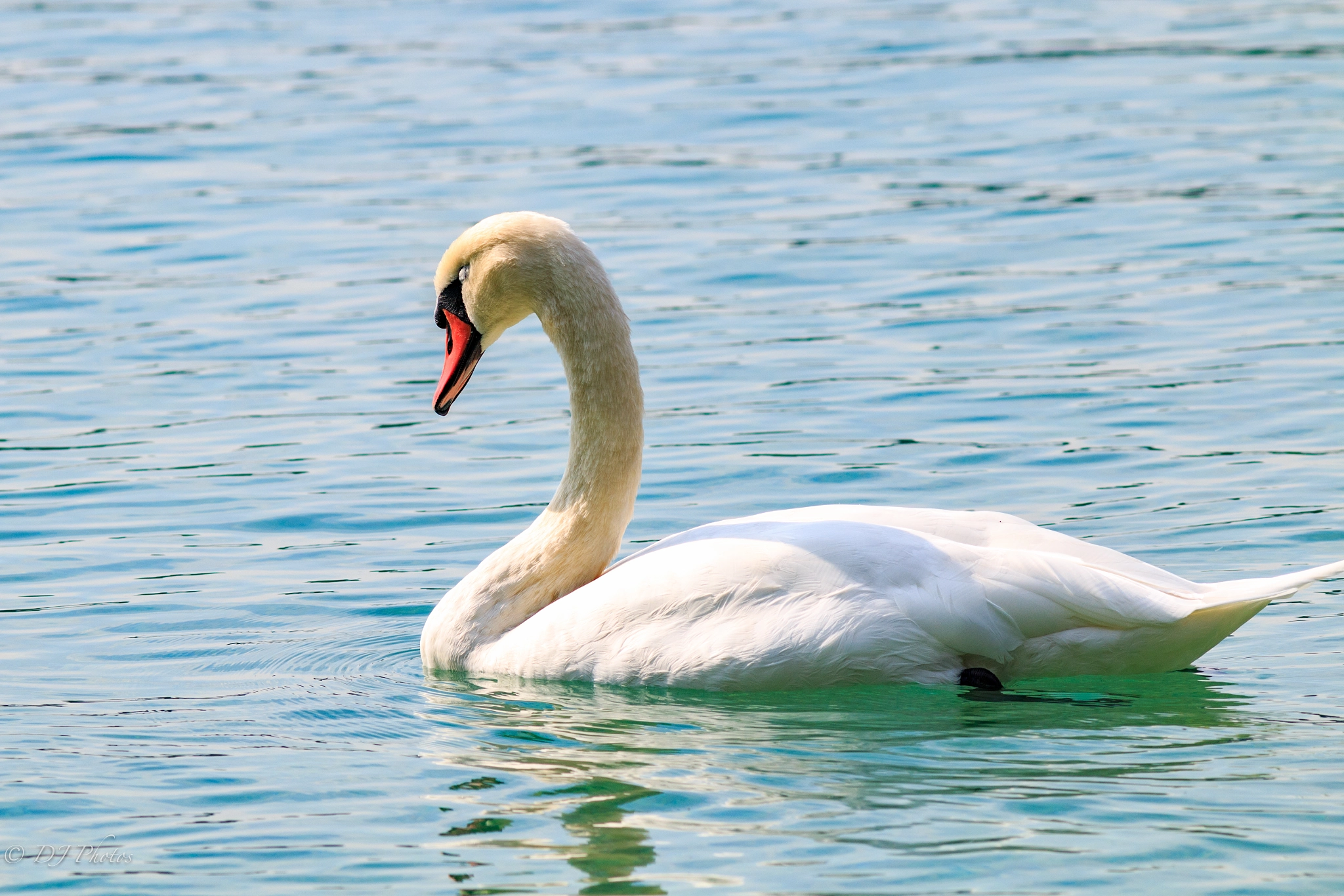 Canon EOS 70D + Canon EF 300mm F4L IS USM sample photo. Swan sleeping photography