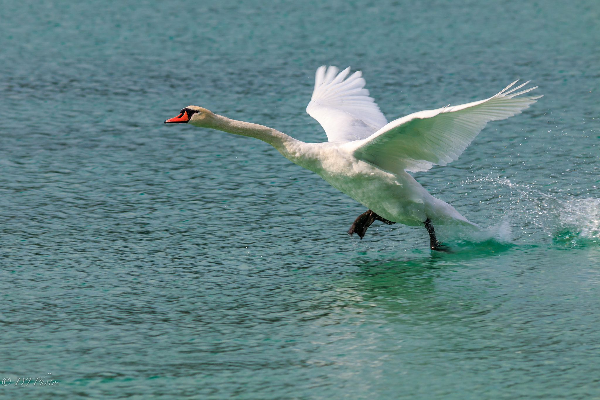 Canon EOS 70D + Canon EF 300mm F4L IS USM sample photo. Swan starting photography
