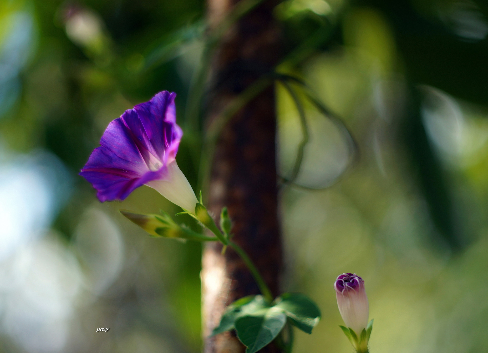 Sony SLT-A65 (SLT-A65V) + Minolta AF 50mm F1.7 sample photo. Morning-glory photography