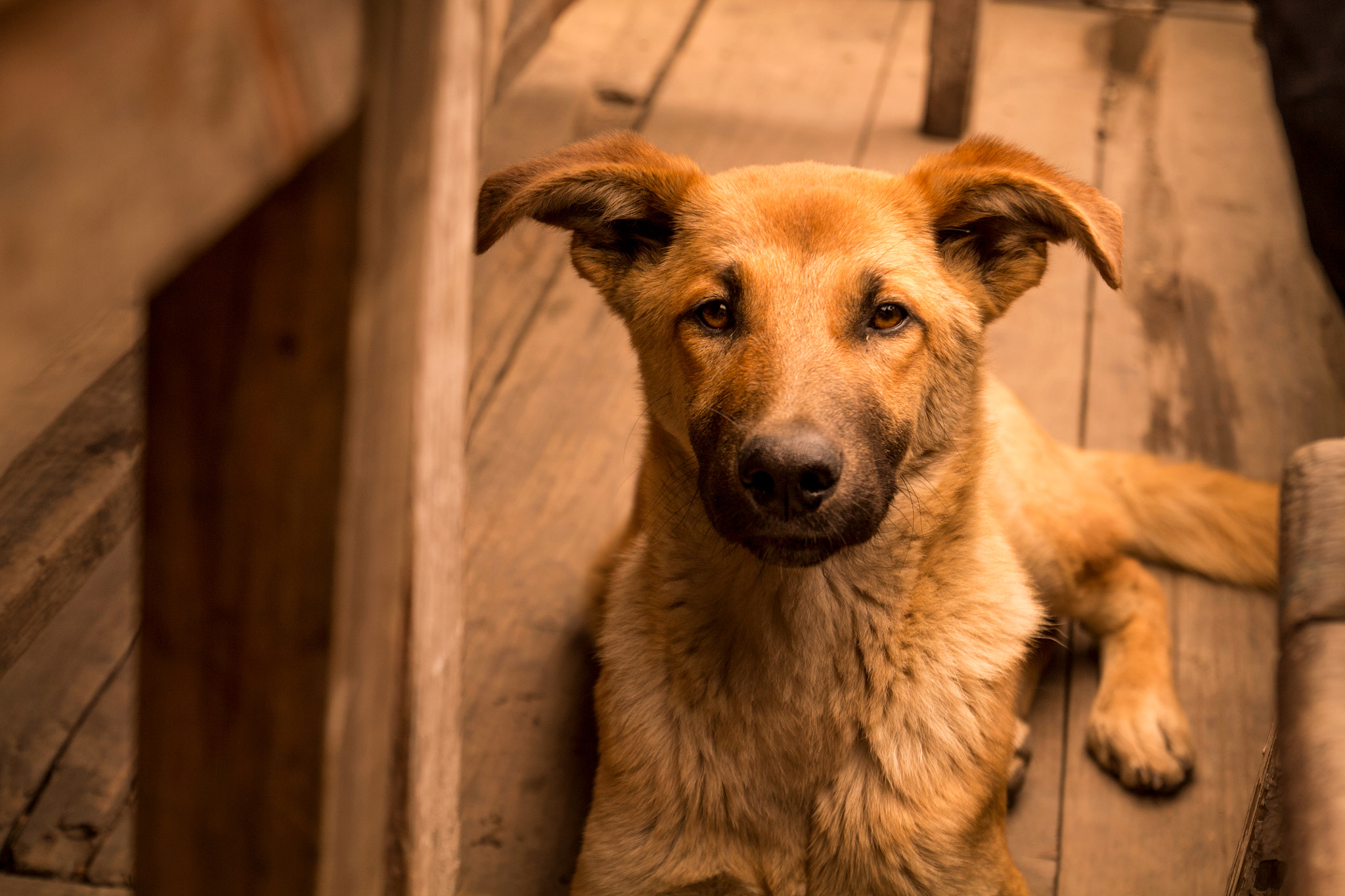 Canon EOS 1100D (EOS Rebel T3 / EOS Kiss X50) sample photo. Nepali mountain dog photography