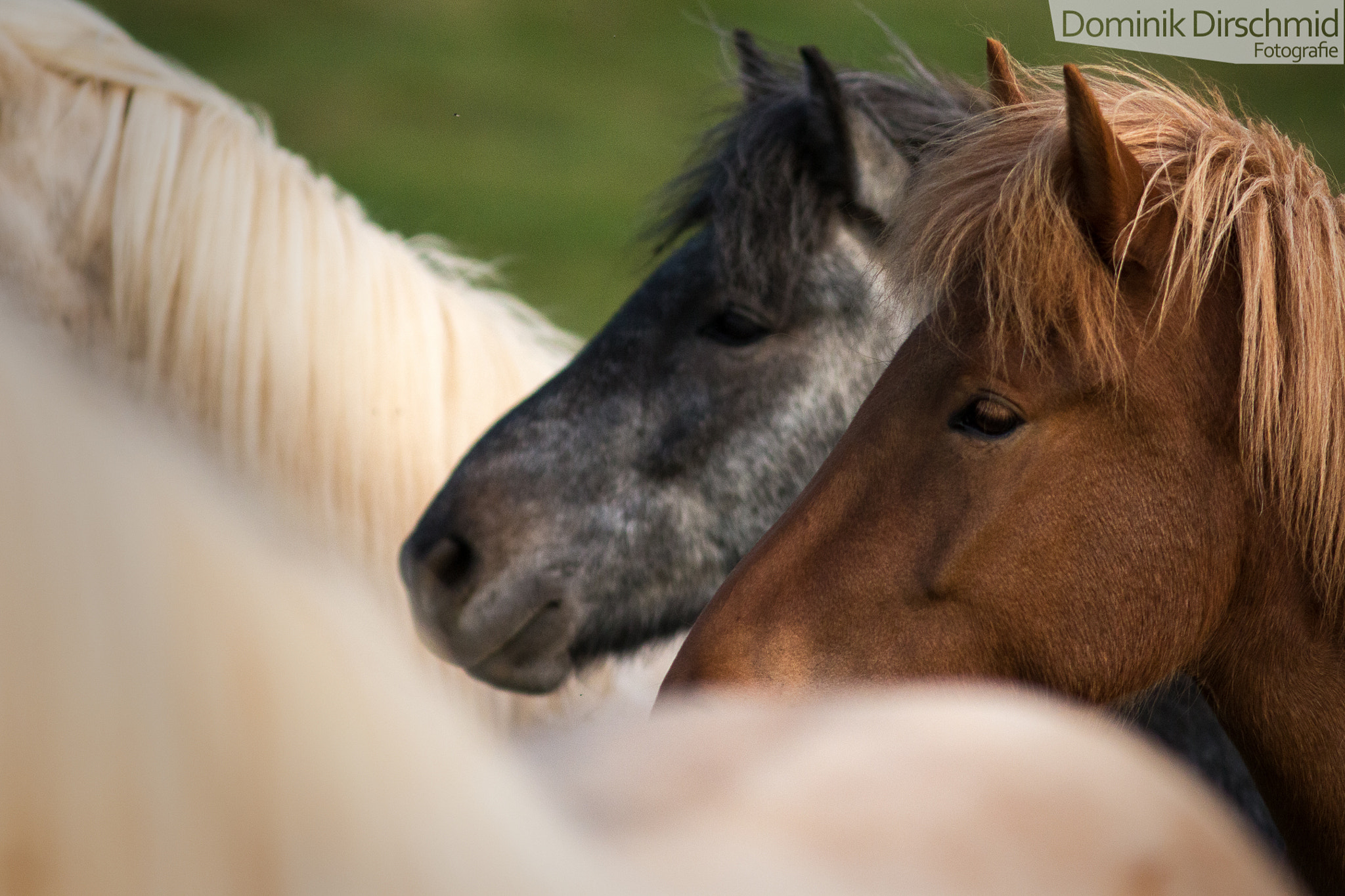 Canon EOS 70D + Canon EF 300mm F4L IS USM sample photo. Herd of horses photography