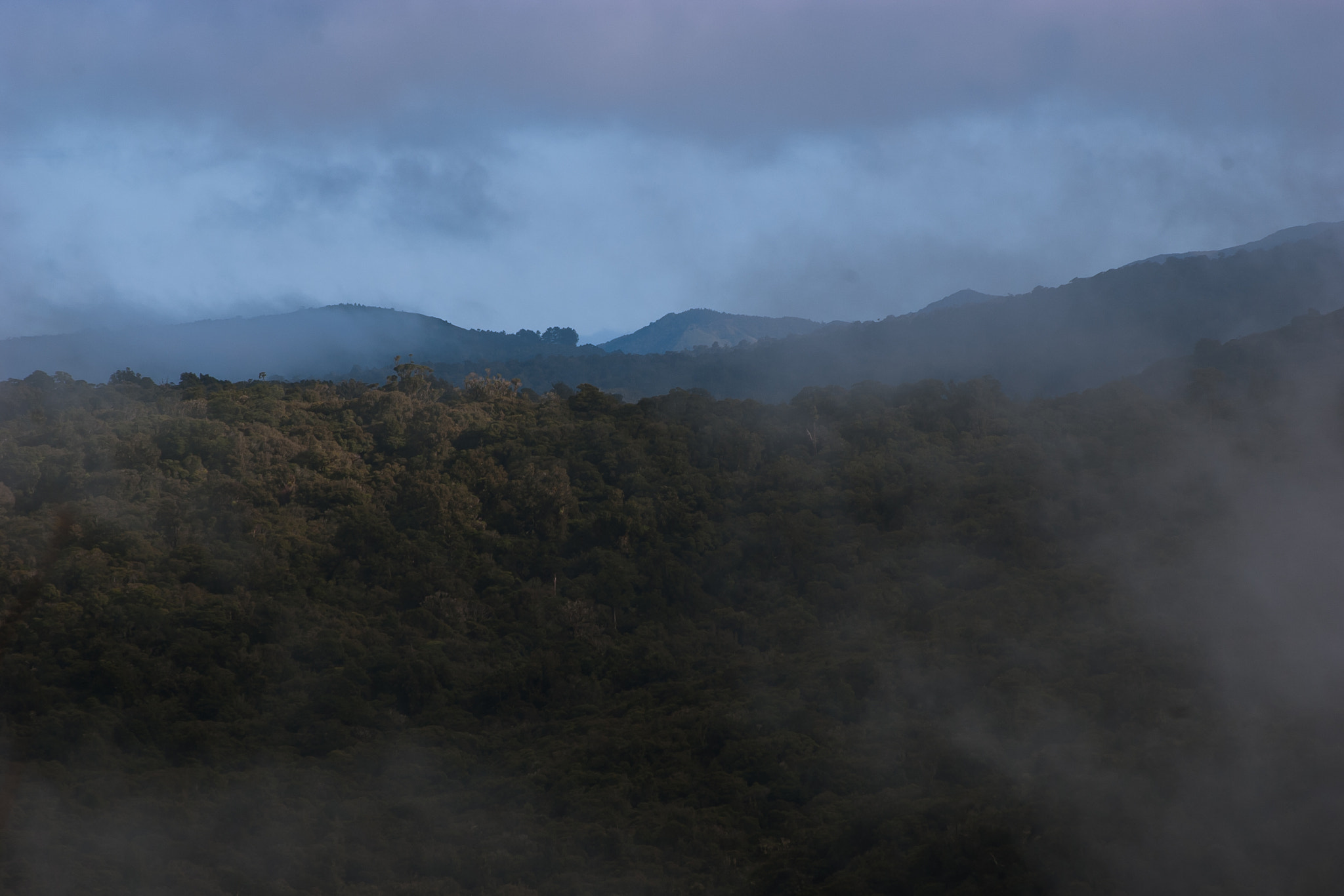 Pentax *ist DL sample photo. Fog over waipoua forest photography