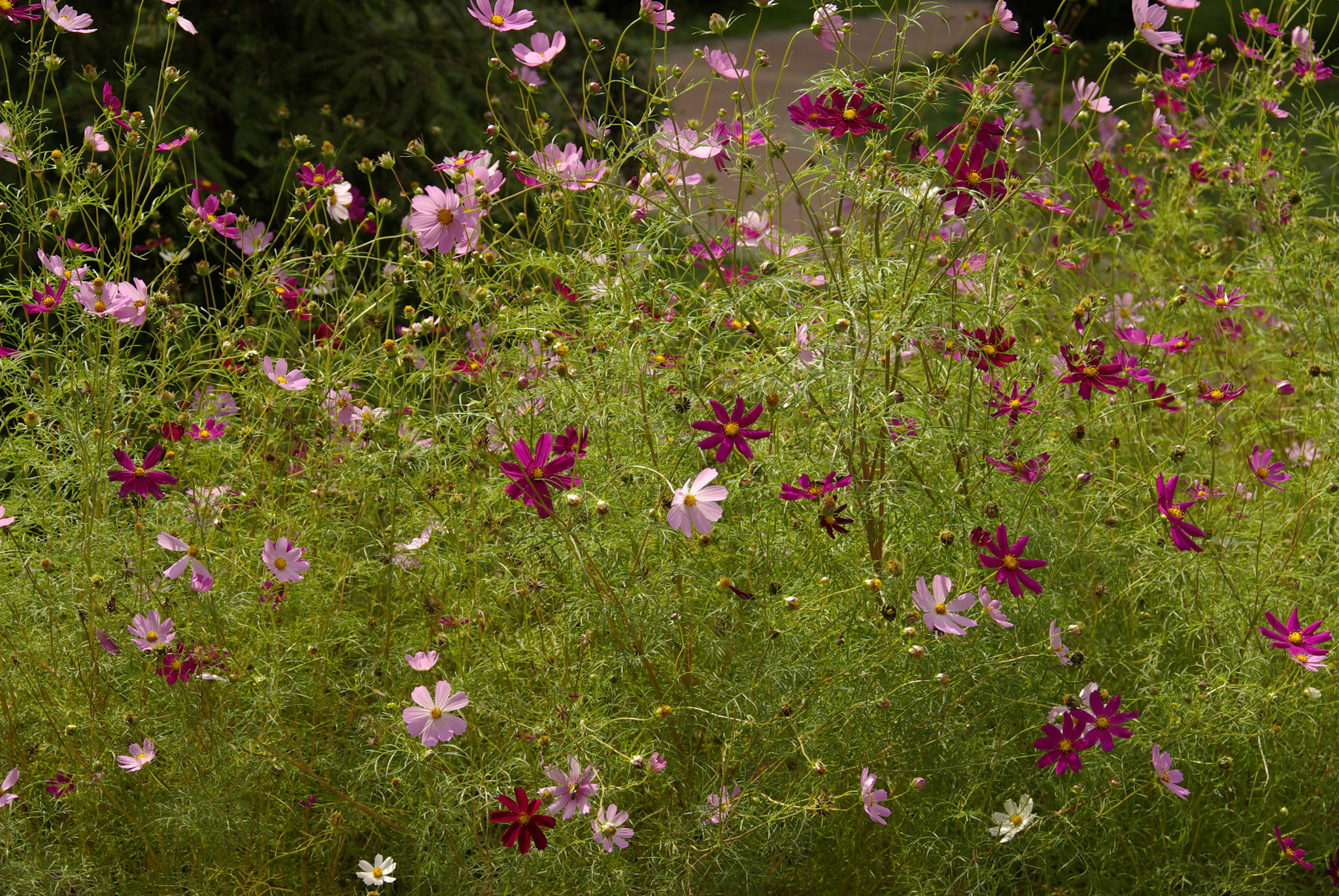 Pentax K10D sample photo. Igp photography