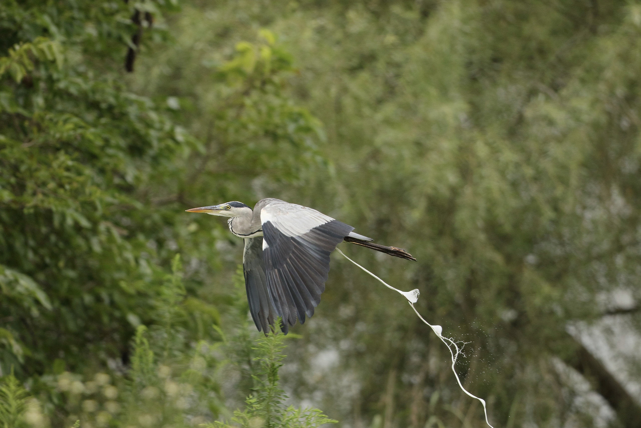 Canon EF 600mm F4L IS II USM sample photo. A gray heron photography