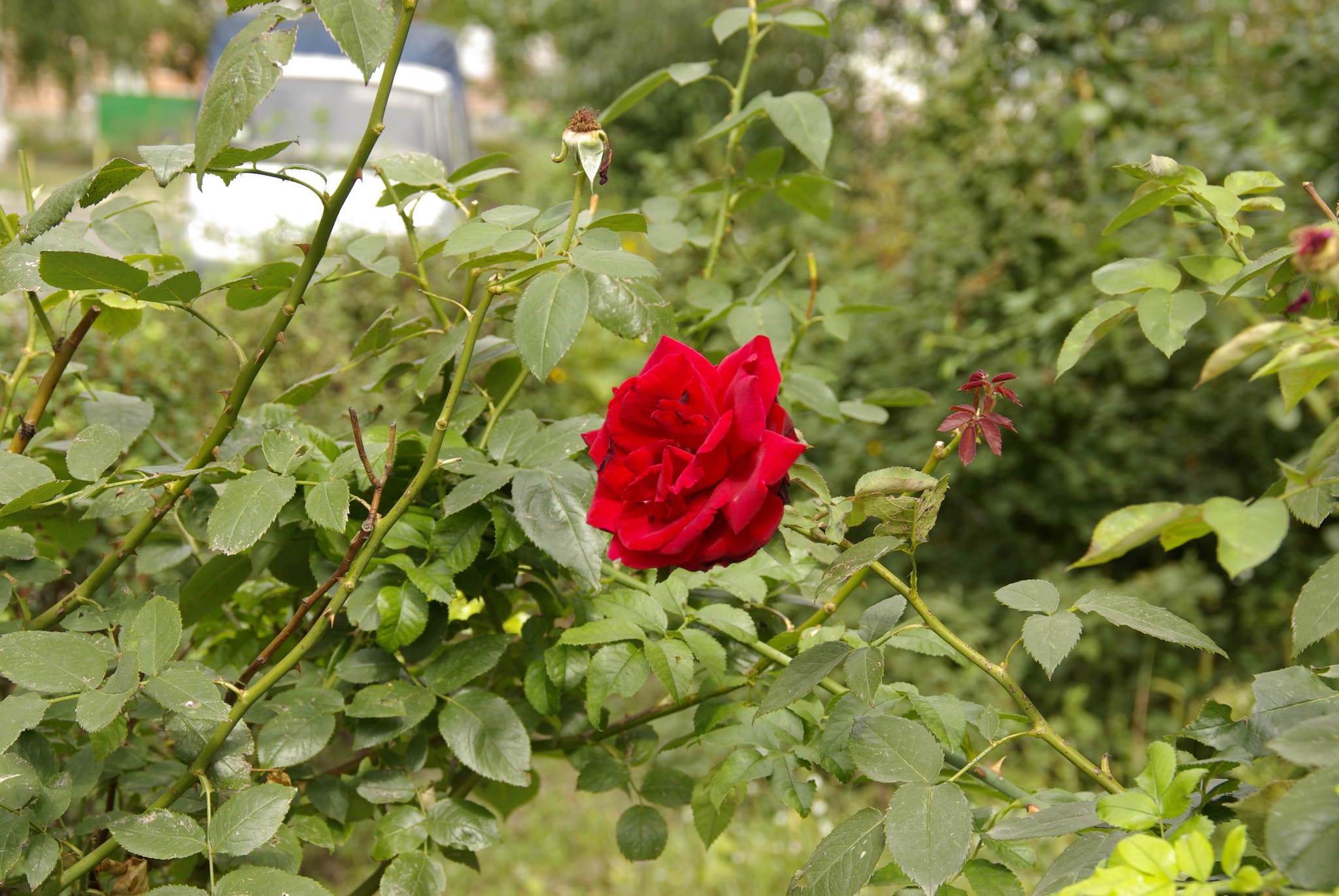Pentax K10D sample photo. Igp photography